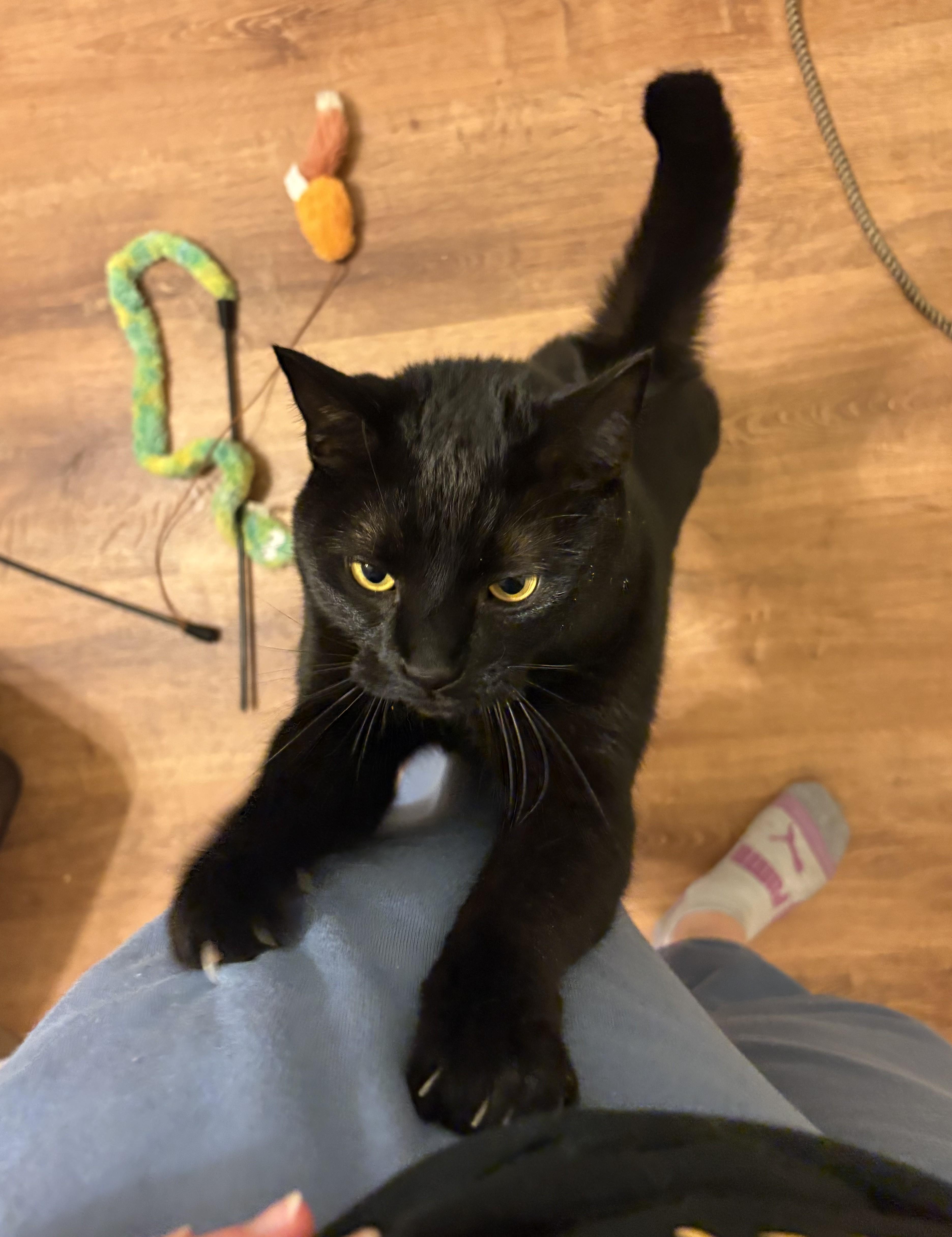 Mr. Nori, adopted, Adult Male Domestic Short Hair & Bombay.