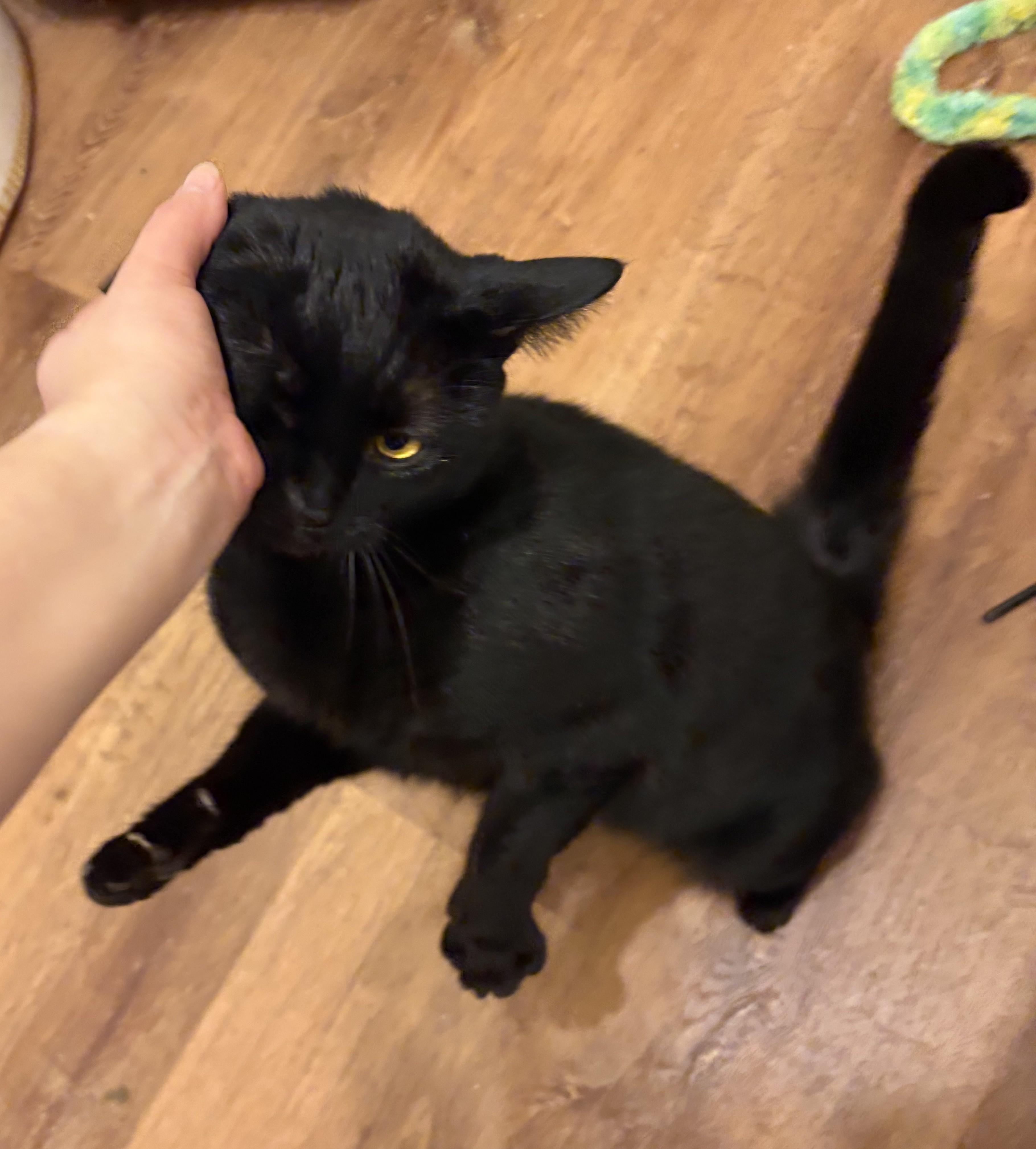 Enlarge Mr. Nori, an adopted mixed breed in Fort Worth, TX image 3/6