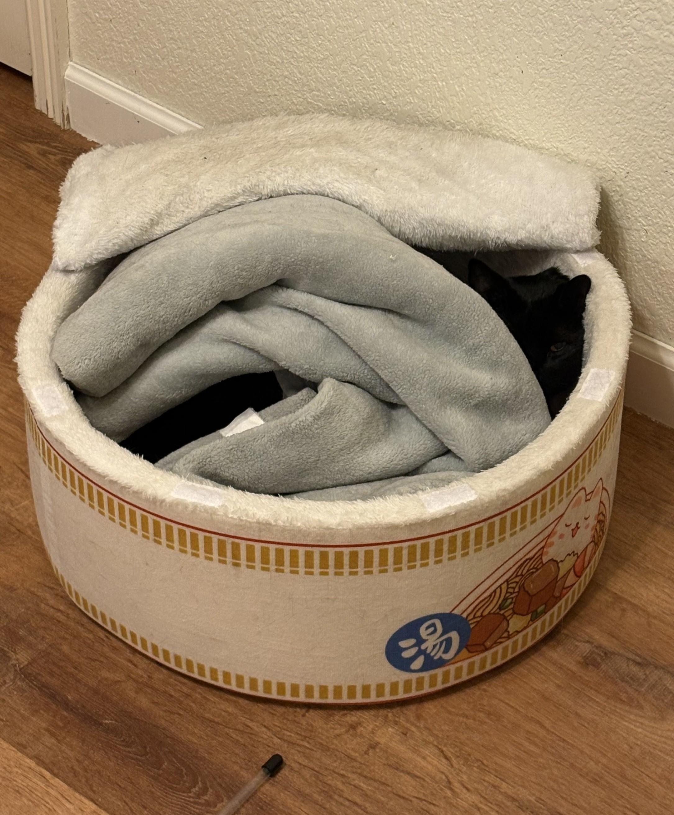 Enlarge Mr. Nori, an adopted mixed breed in Fort Worth, TX image 2/6