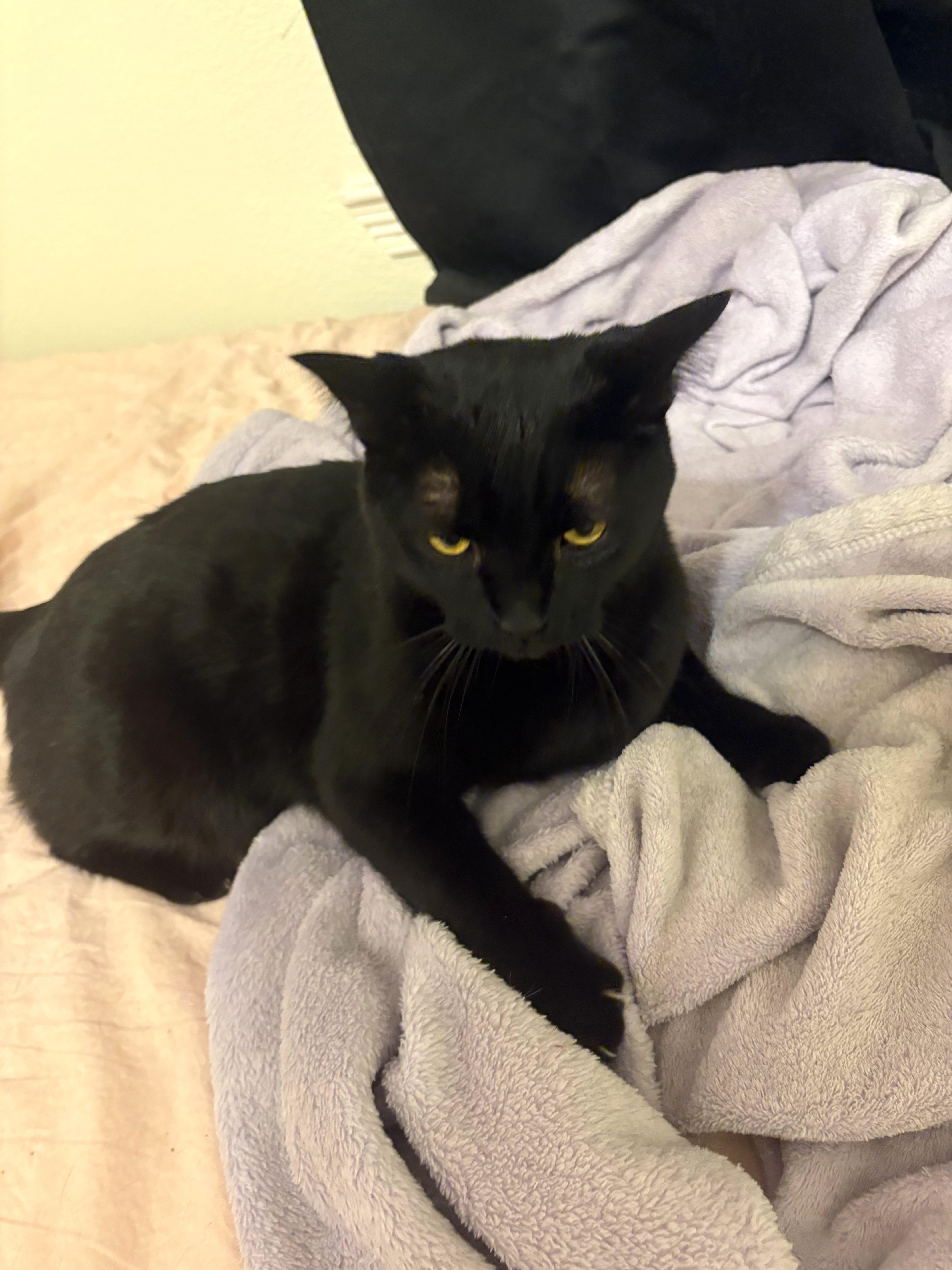 Enlarge Mr. Nori, an adopted mixed breed in Fort Worth, TX image 4/6