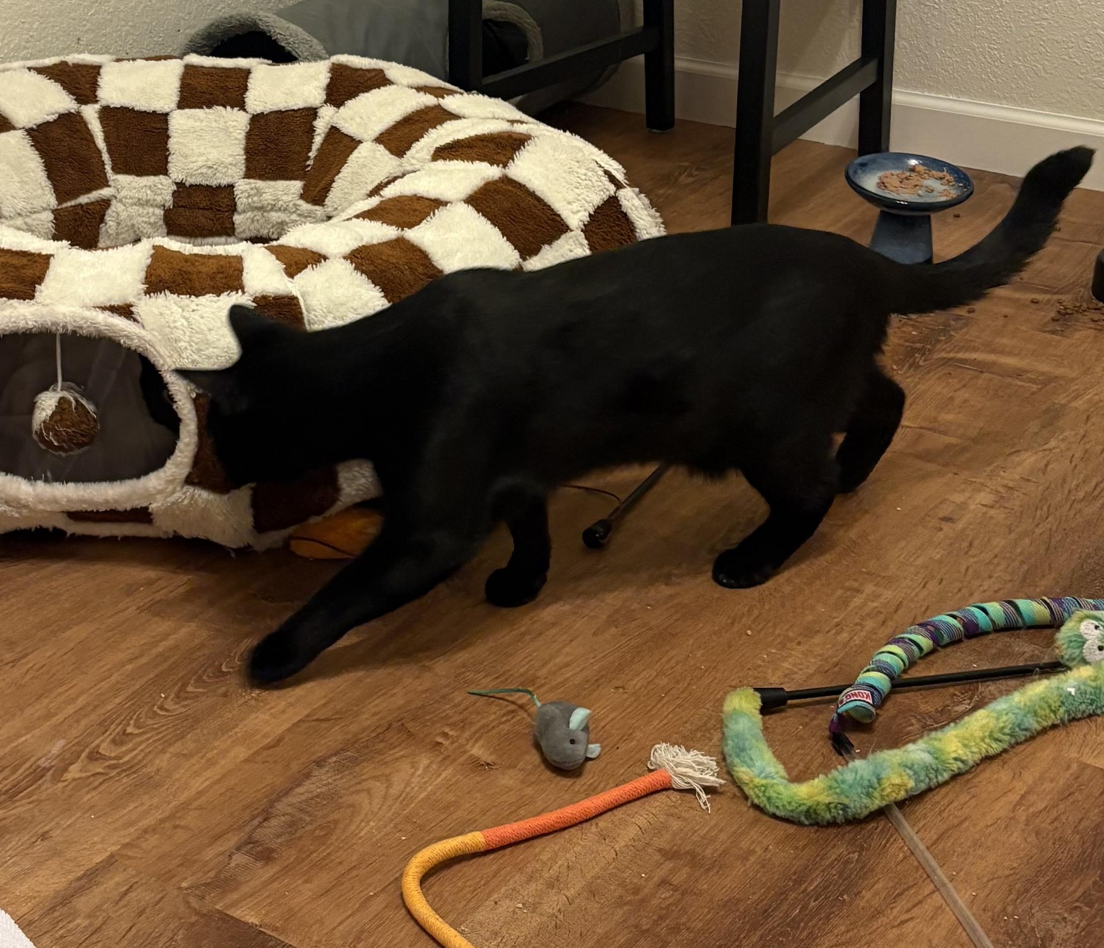 Enlarge Mr. Nori, an adopted mixed breed in Fort Worth, TX image 5/6