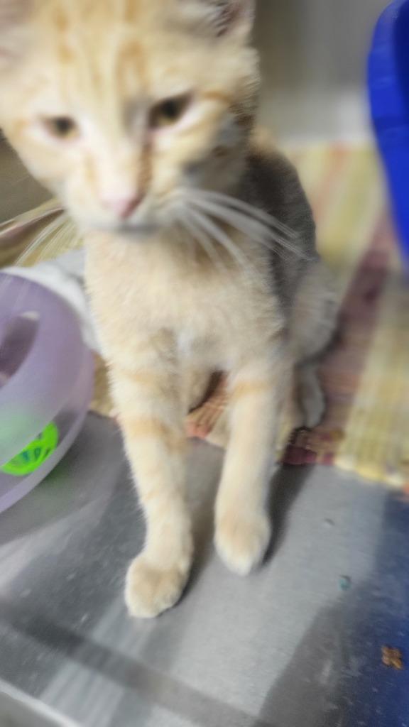 Enlarge Saffron, a Adoptable mixed breed in Virginia, MN image 1/1