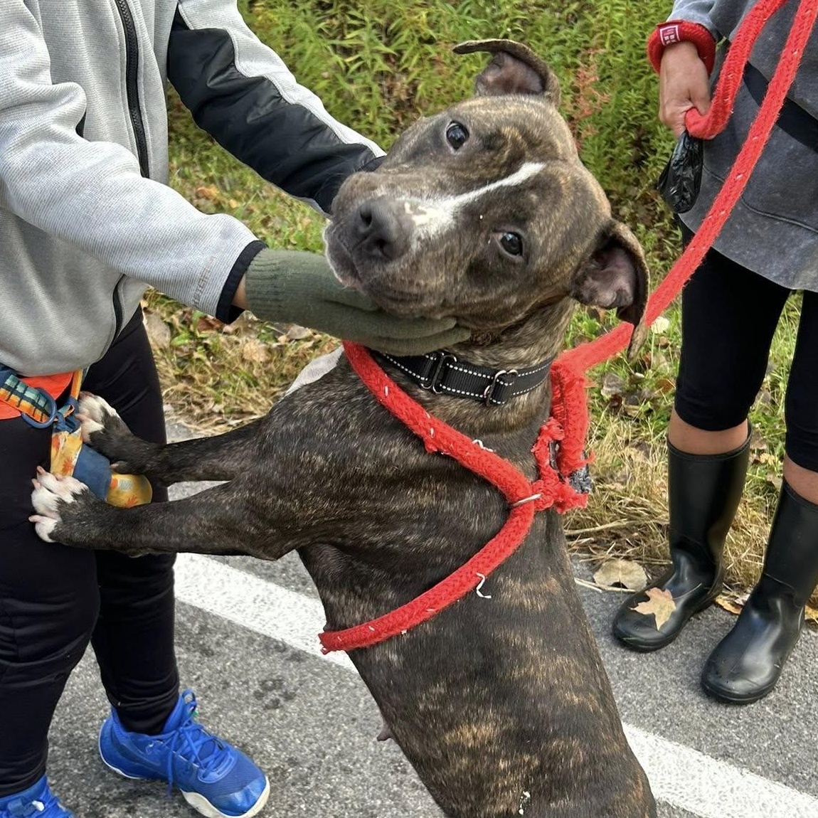 Enlarge Mallory, a Adoptable Terrier in North Syracuse, NY image 2/4