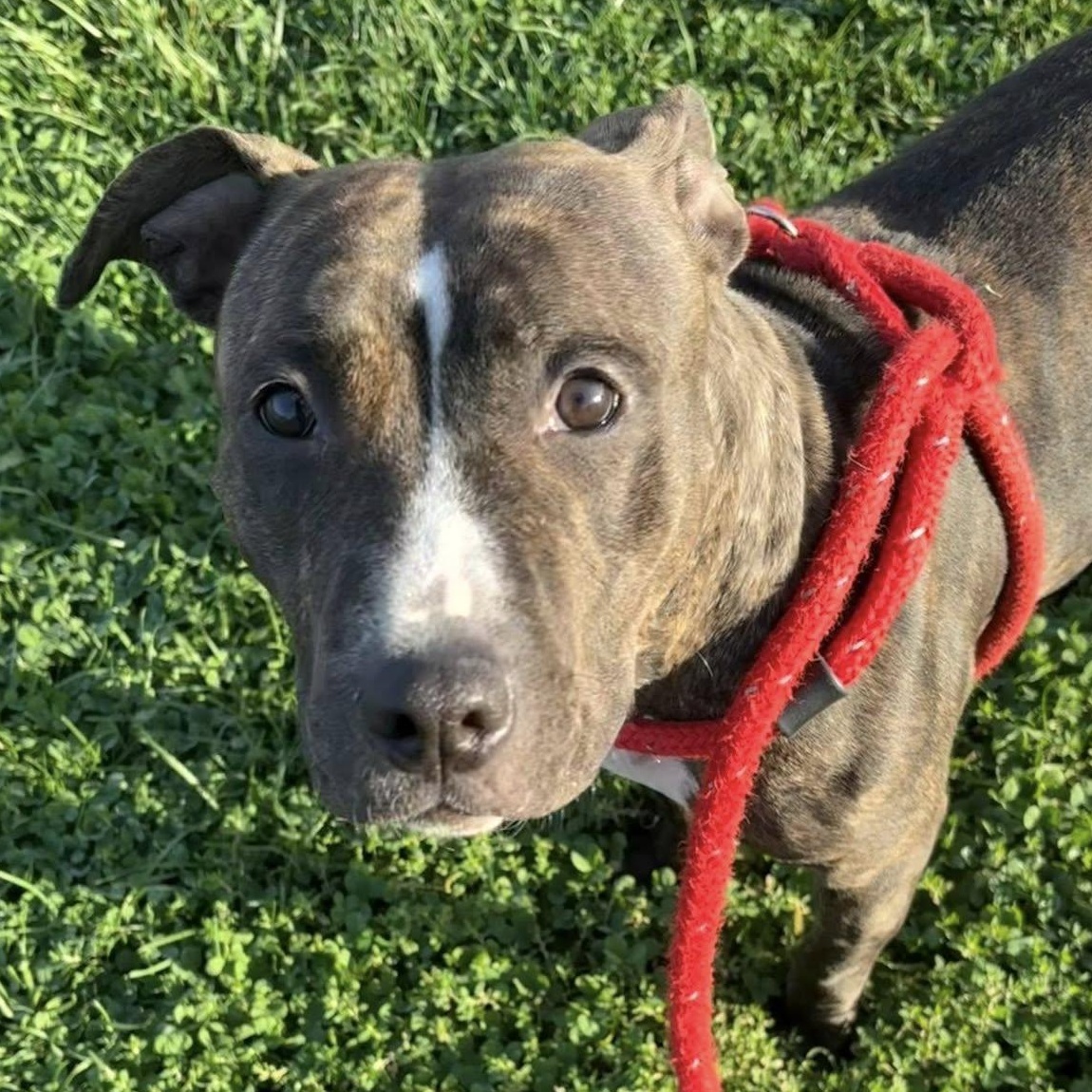 Enlarge Mallory, a Adoptable Terrier in North Syracuse, NY image 3/4