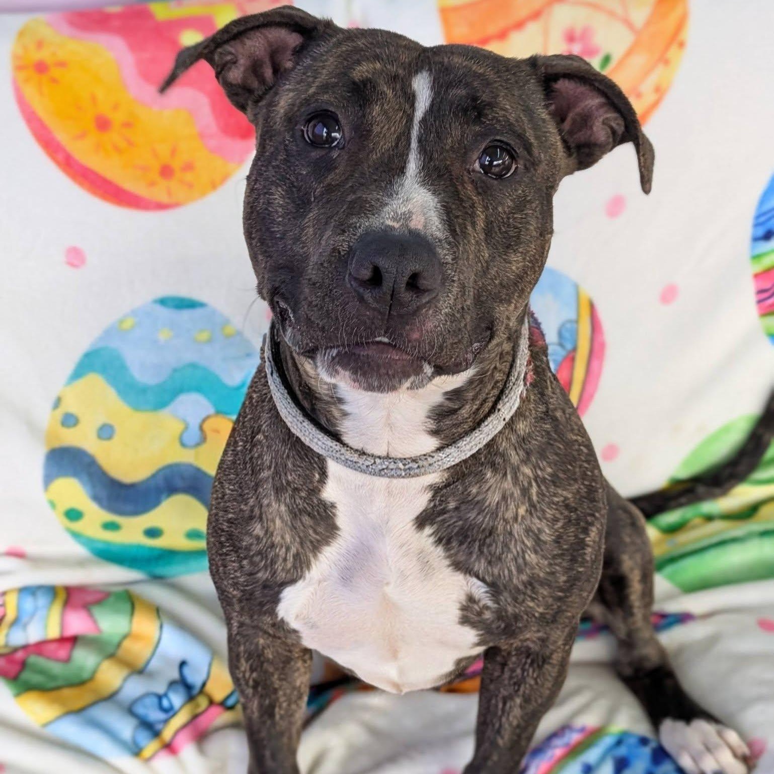 Mallory, Adoptable, Young Female Terrier.