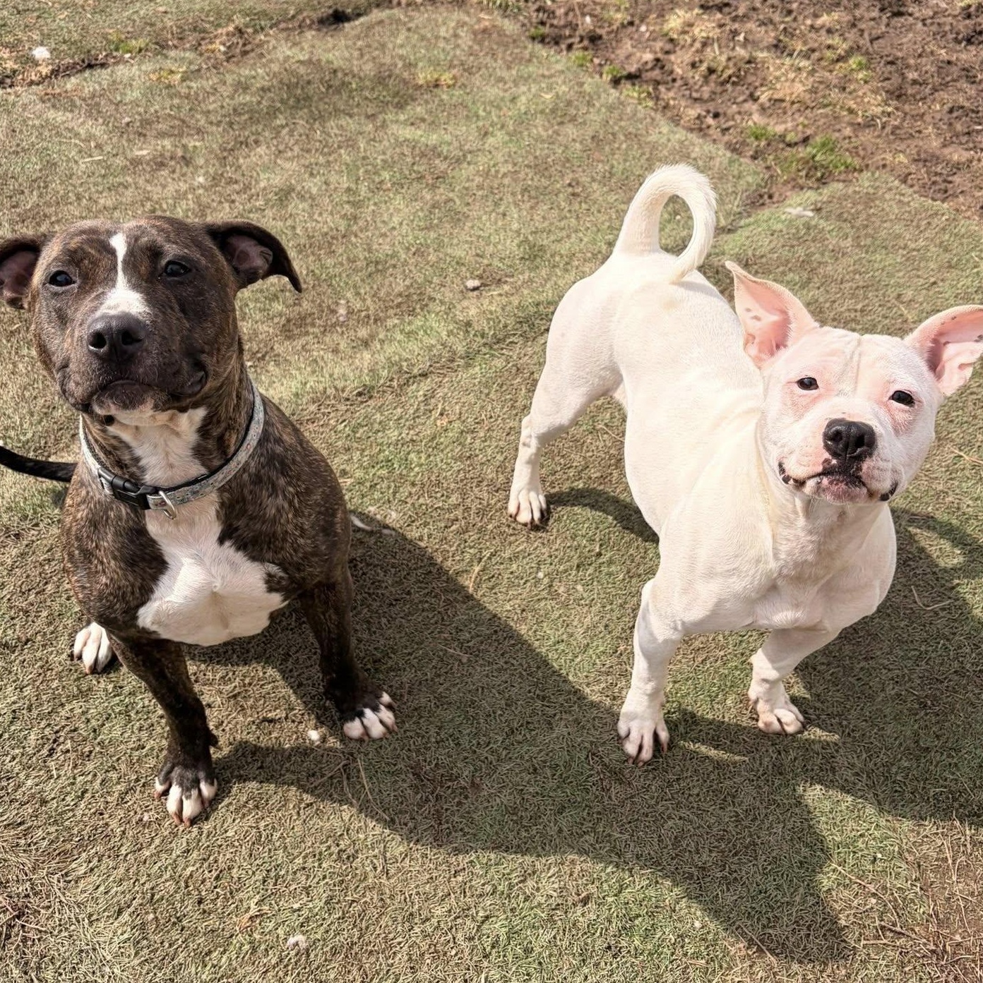 Enlarge Mallory, a Adoptable Terrier in North Syracuse, NY image 2/5