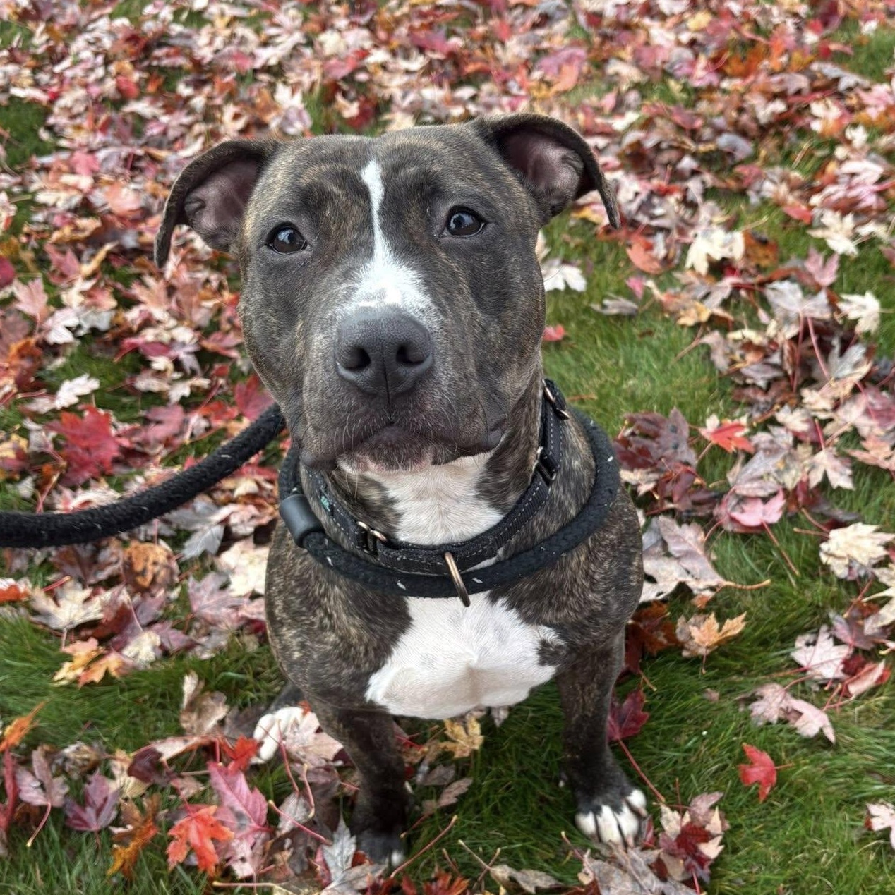 Mallory, Adoptable, Young Female Terrier.