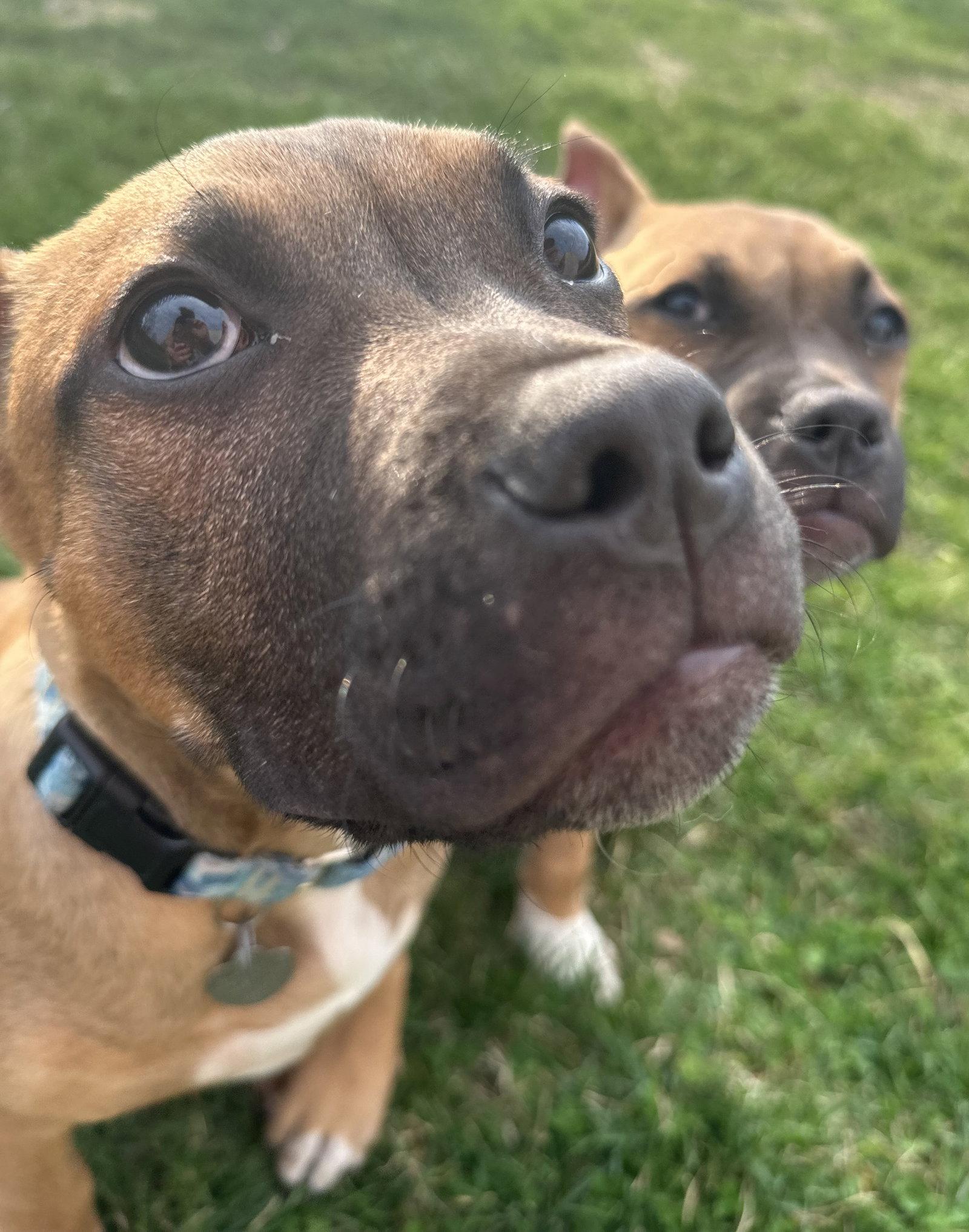 Enlarge Fv Litter Lennox, a Adoptable American Bulldog in Livonia, MI image 1/3