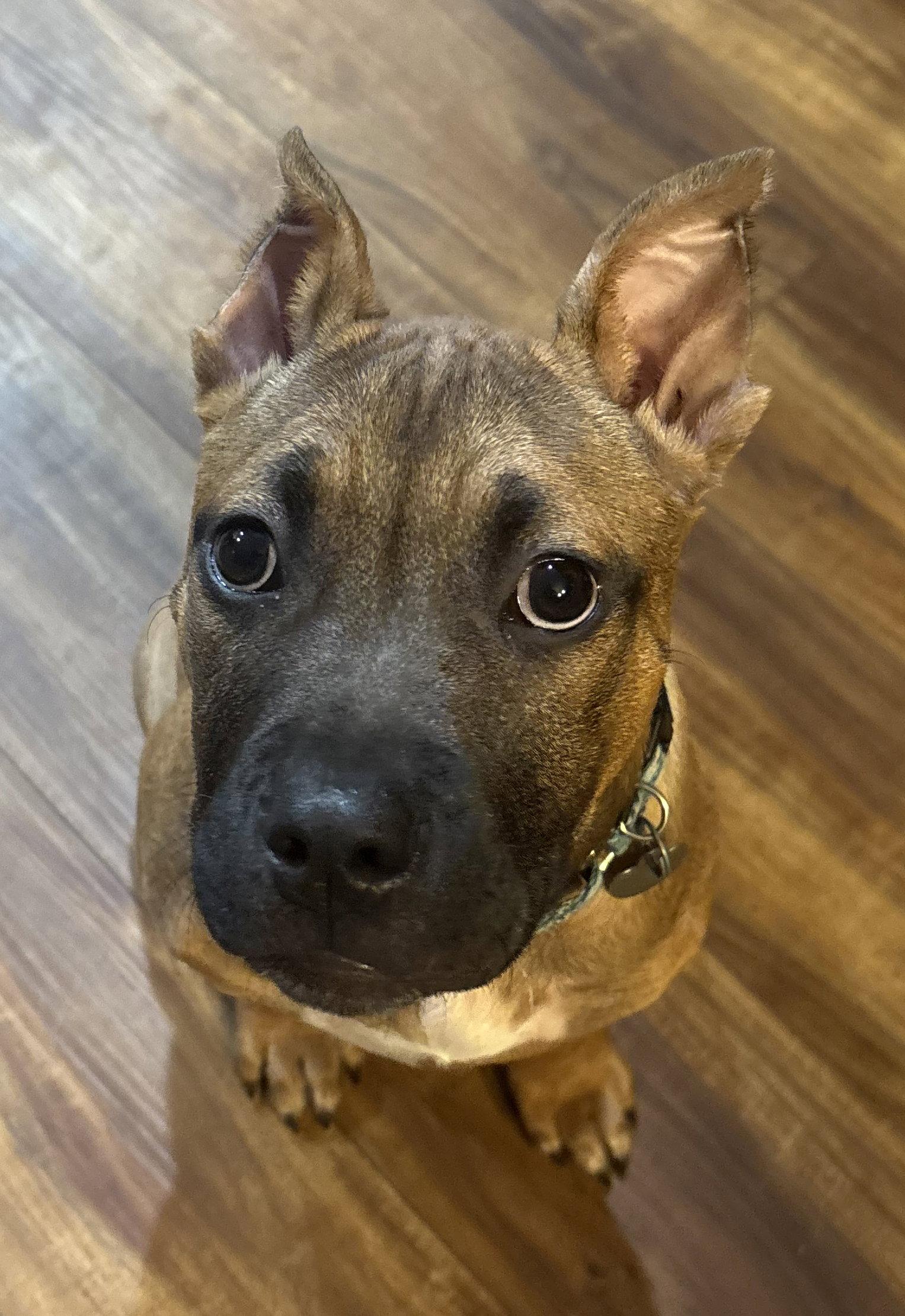 Enlarge Fv Litter Lennox, a Adoptable American Bulldog in Livonia, MI image 2/3