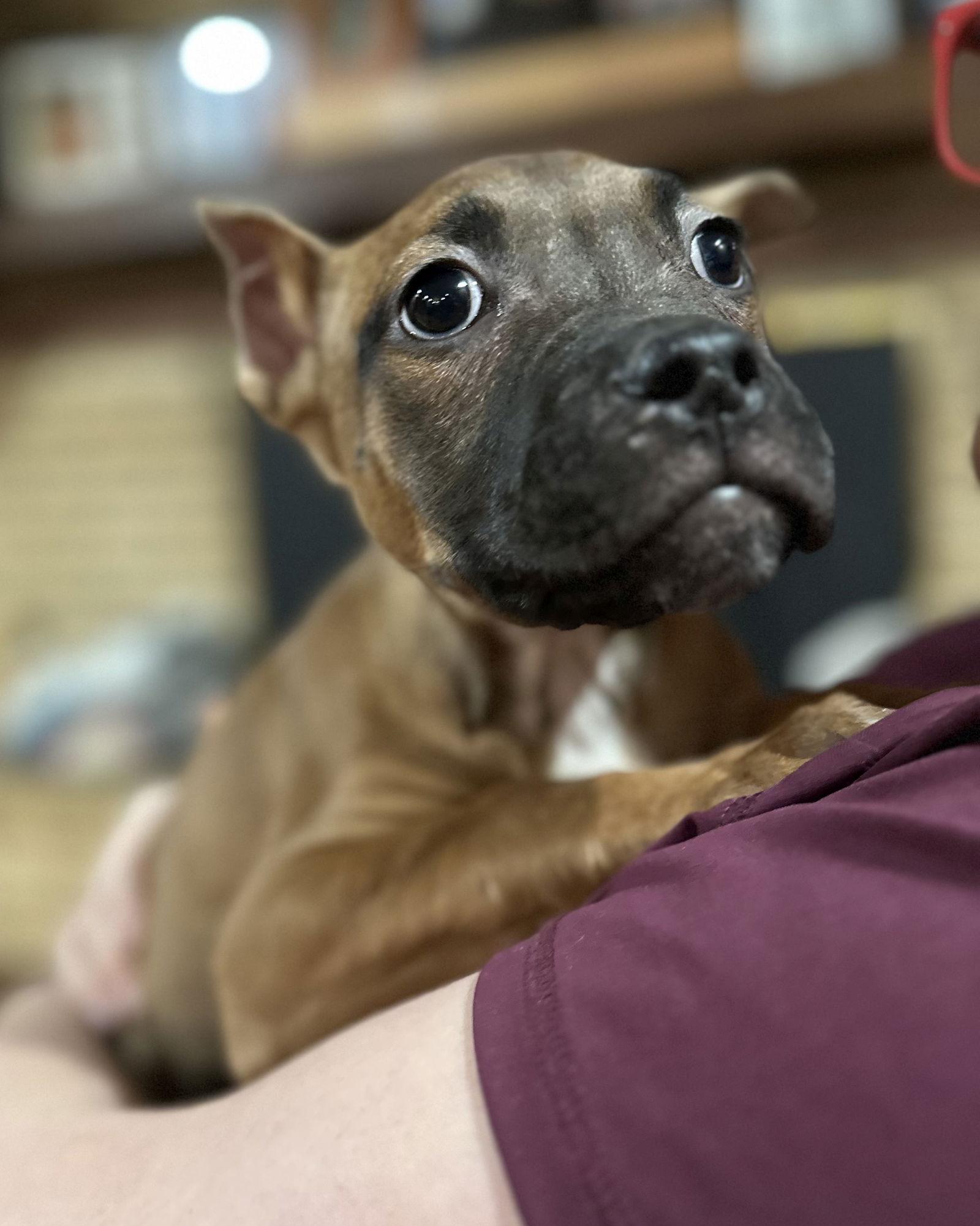Enlarge Fv Litter Lennox, a Adoptable American Bulldog in Livonia, MI image 1/3