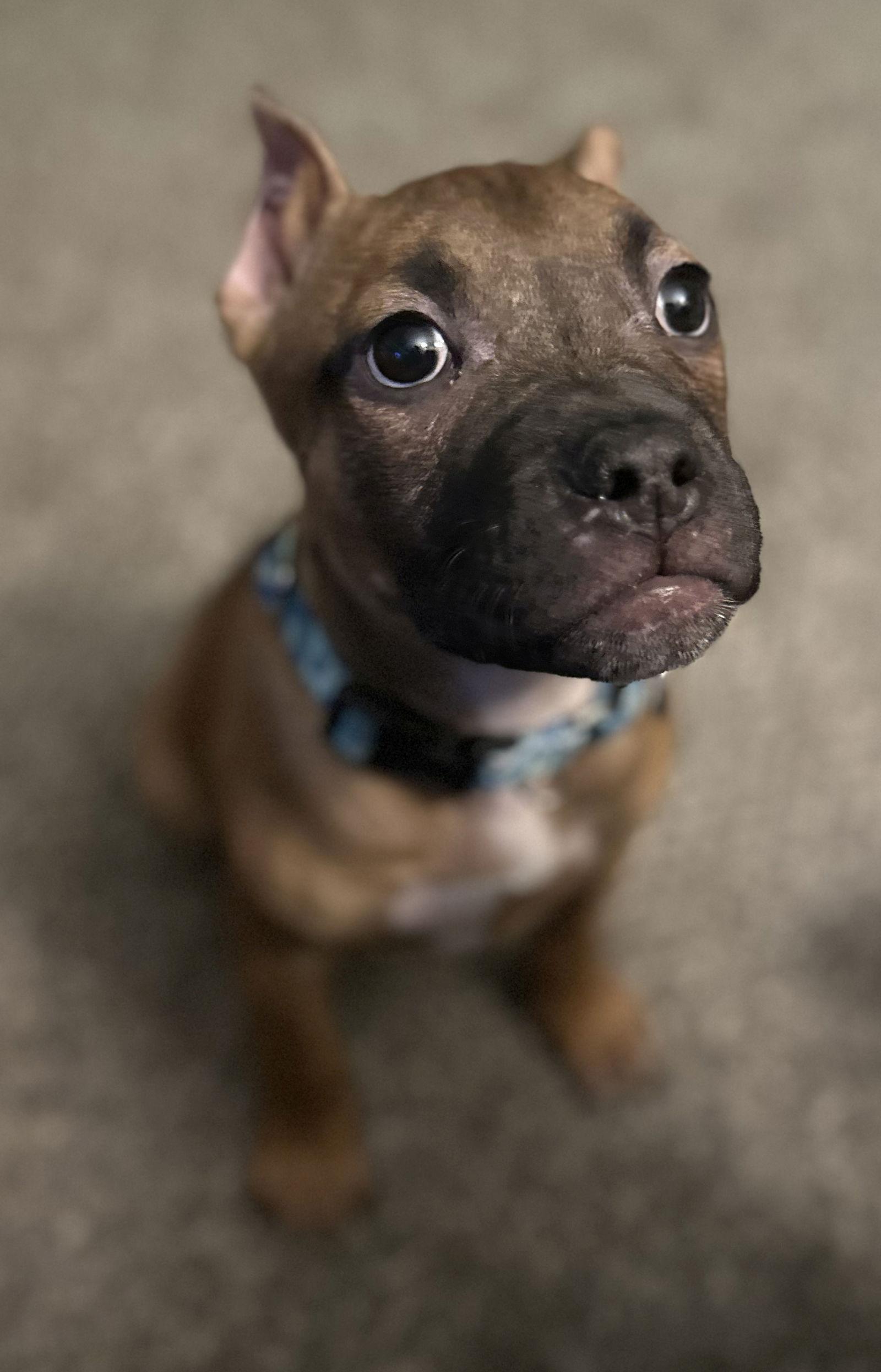 Enlarge Fv Litter Lennox, a Adoptable American Bulldog in Livonia, MI image 2/3