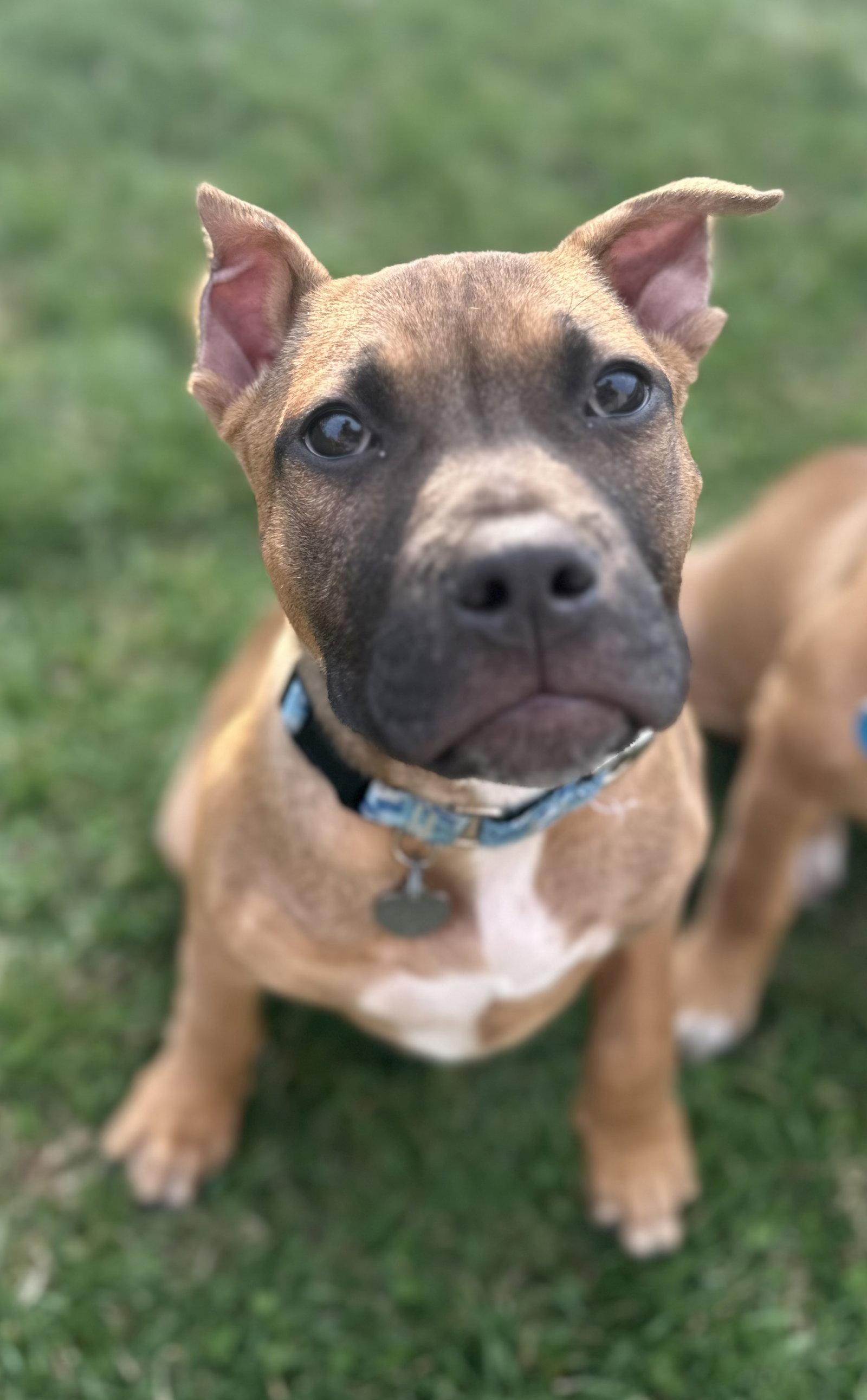 Enlarge Fv Litter Lennox, a Adoptable American Bulldog in Livonia, MI image 3/3