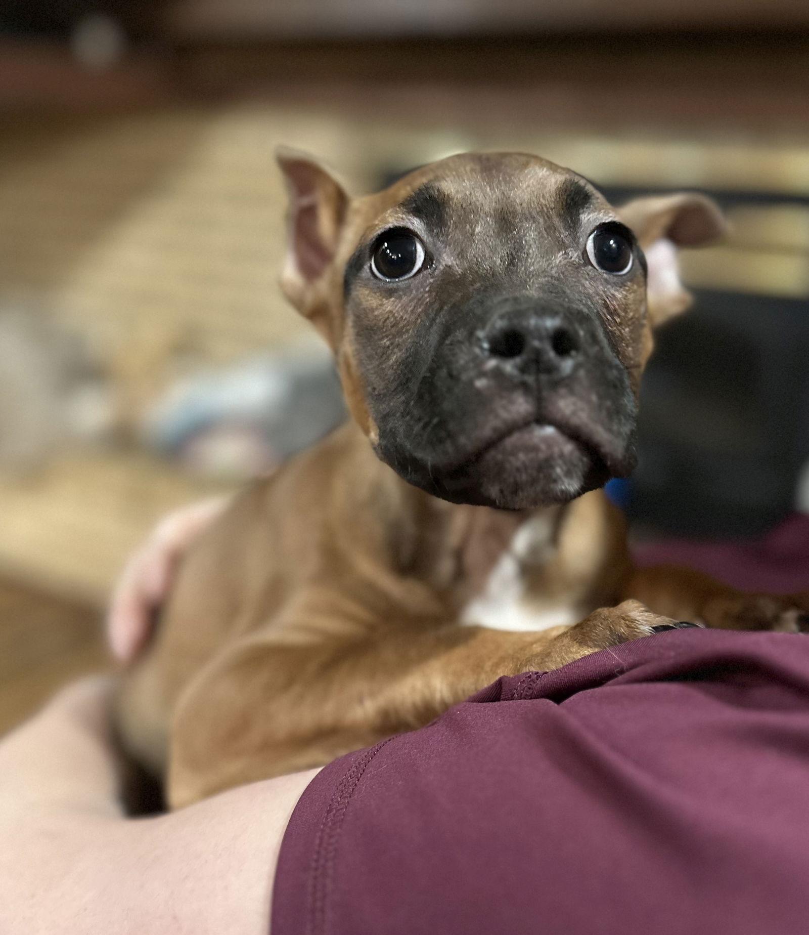 Enlarge Fv Litter Lennox, a Adoptable American Bulldog in Livonia, MI image 3/3