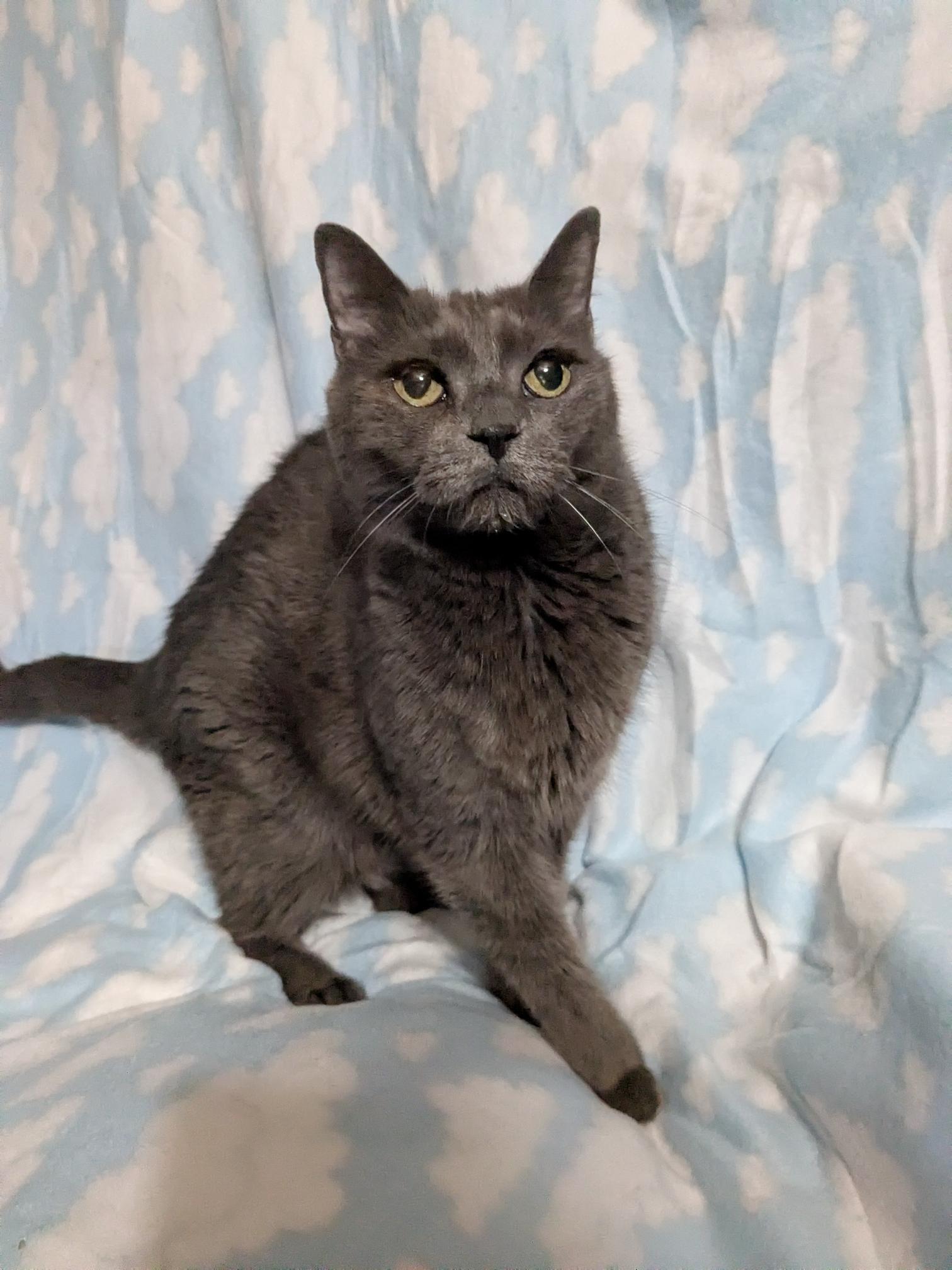 Enlarge Molly, a ADOPTABLE Domestic Short Hair in St Paul, MN image 1/1