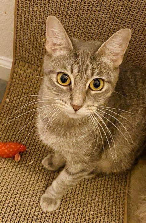 Bunny, Adopted, Adult Female Domestic Short Hair.
