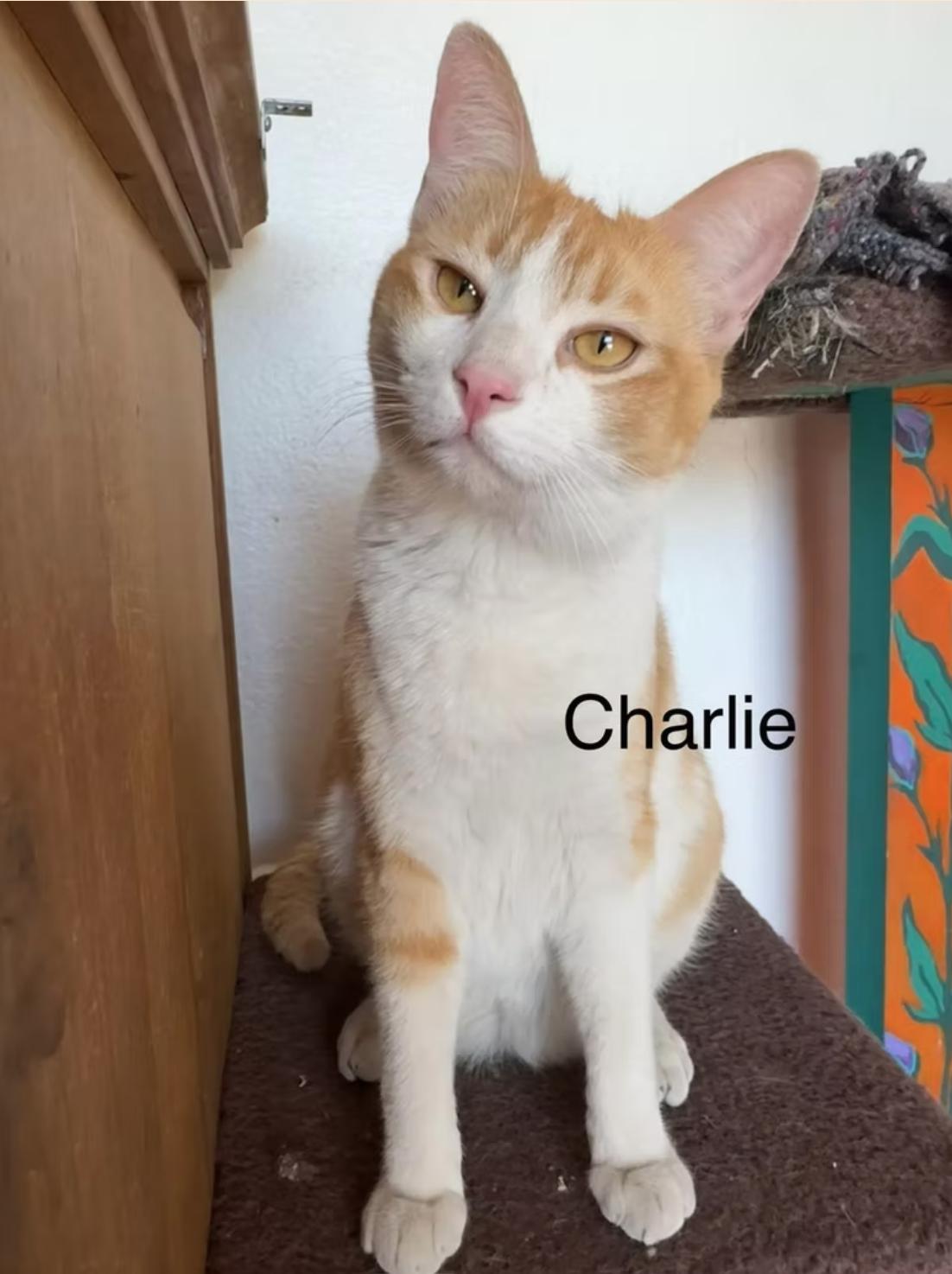 Charlie (bonded with Chaparro)