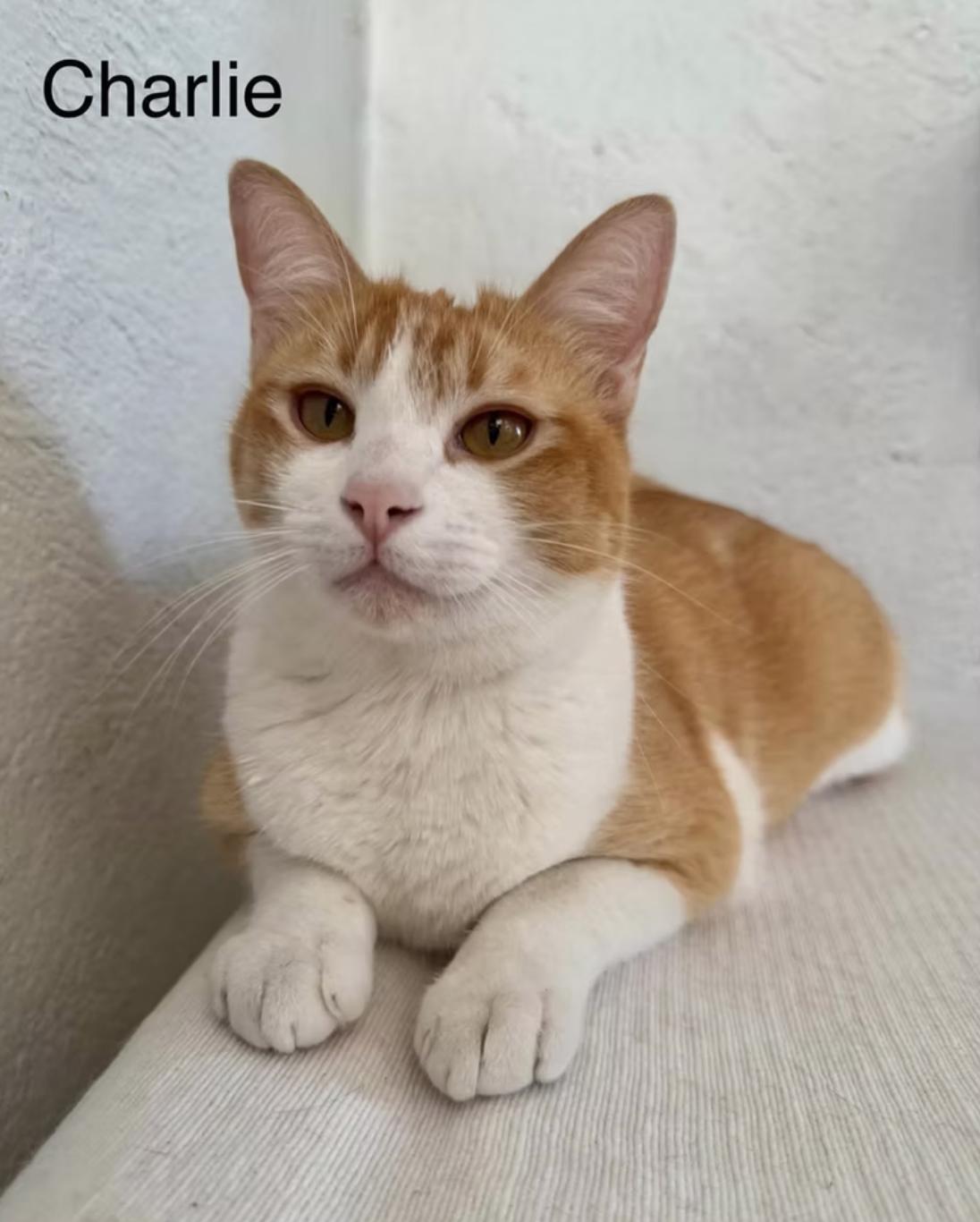 Charlie (bonded with Chaparro)