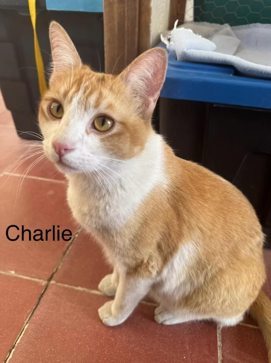 Charlie (bonded with Chaparro)