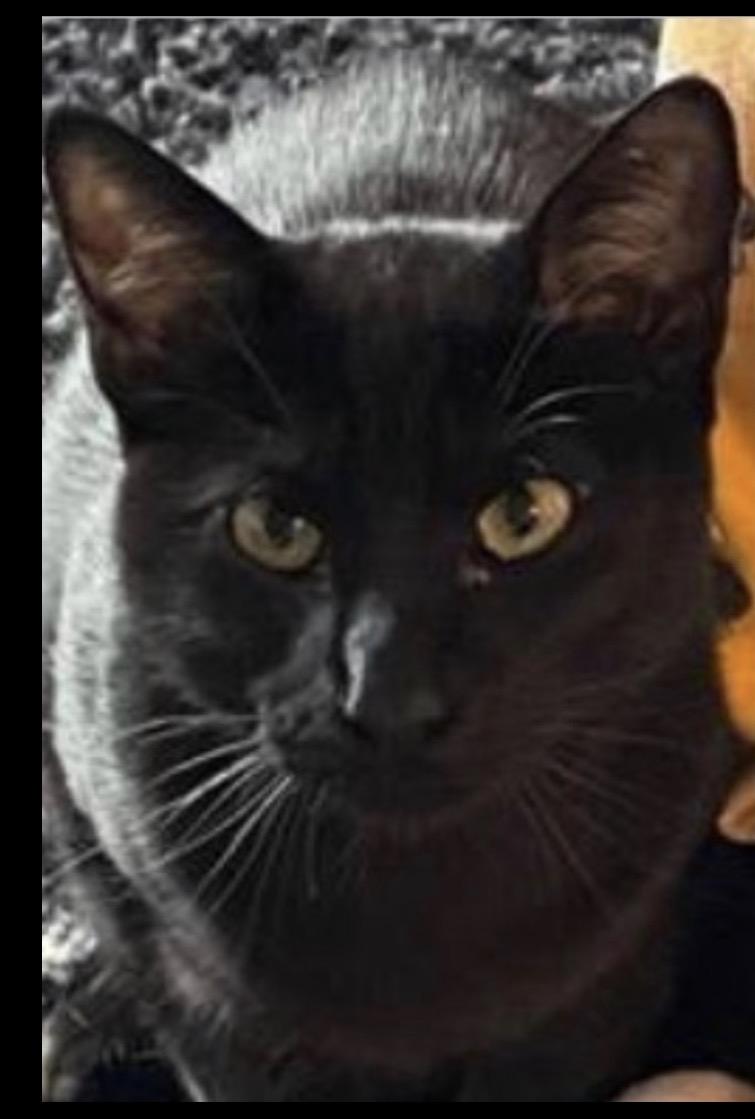 Jinxy, a ADOPTABLE Domestic Short Hair in Salem, NH image 2/2
