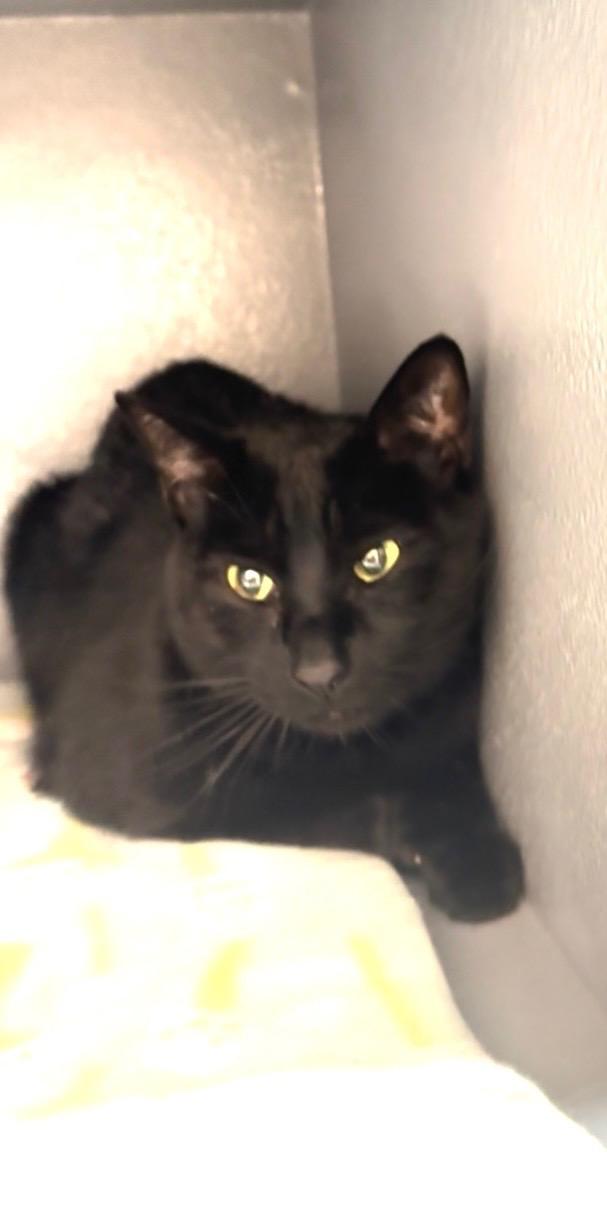 Jinxy, ADOPTABLE, Young Male Domestic Short Hair.