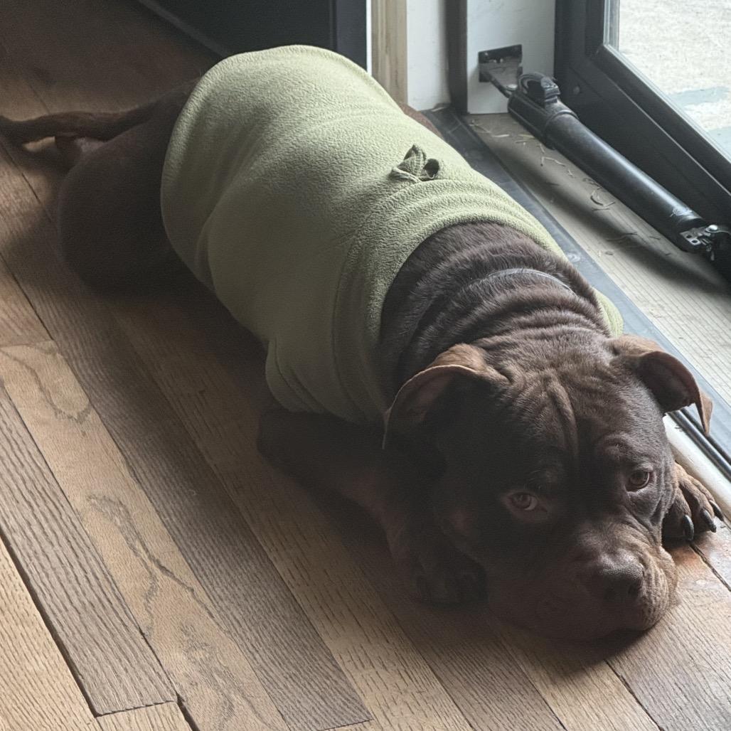 Monty, Adoptable, Young Male American Bulldog.