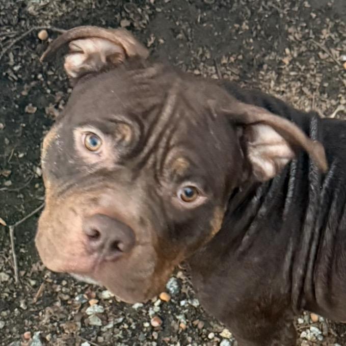 Enlarge Monty, a Adoptable American Bulldog in Greensboro, NC image 2/3