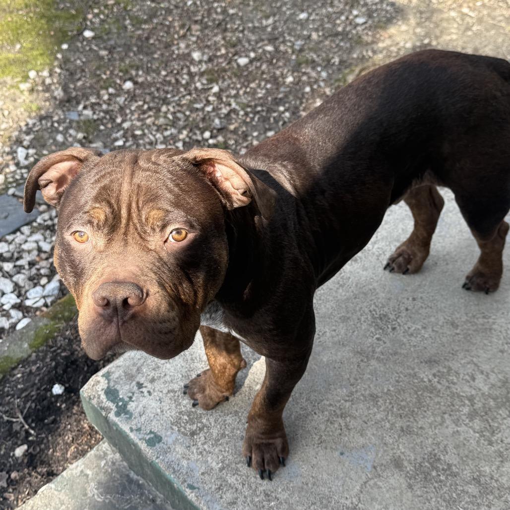 Enlarge Monty, a Adoptable American Bulldog in Greensboro, NC image 3/3
