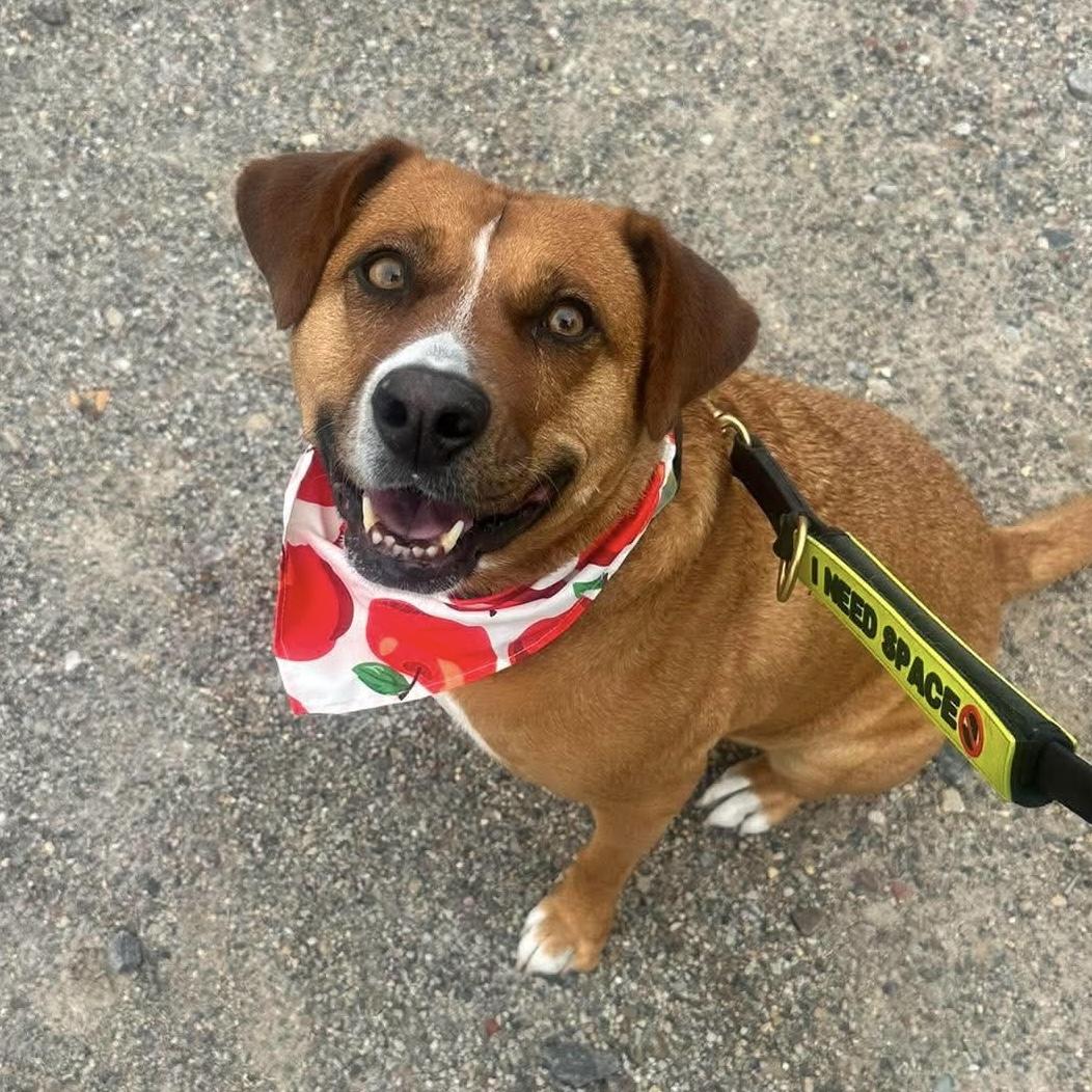 Felice, a ADOPTABLE mixed breed in Bracebridge, ON image 5/6