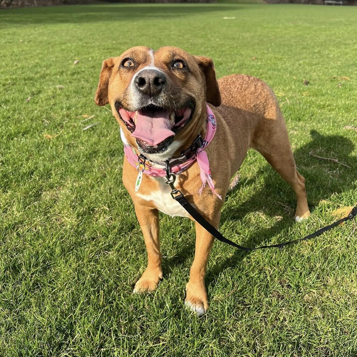 Felice, a ADOPTABLE mixed breed in Bracebridge, ON image 4/6