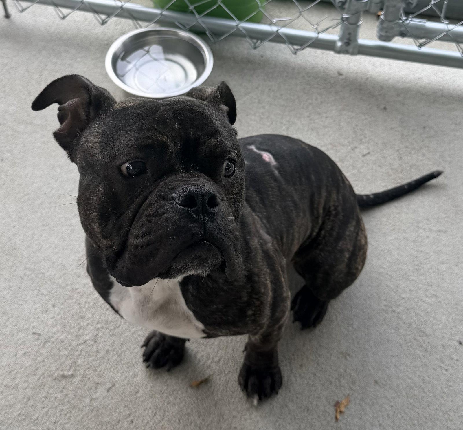 Enlarge Hicks, a Adoptable American Bulldog in Raleigh, NC image 1/3