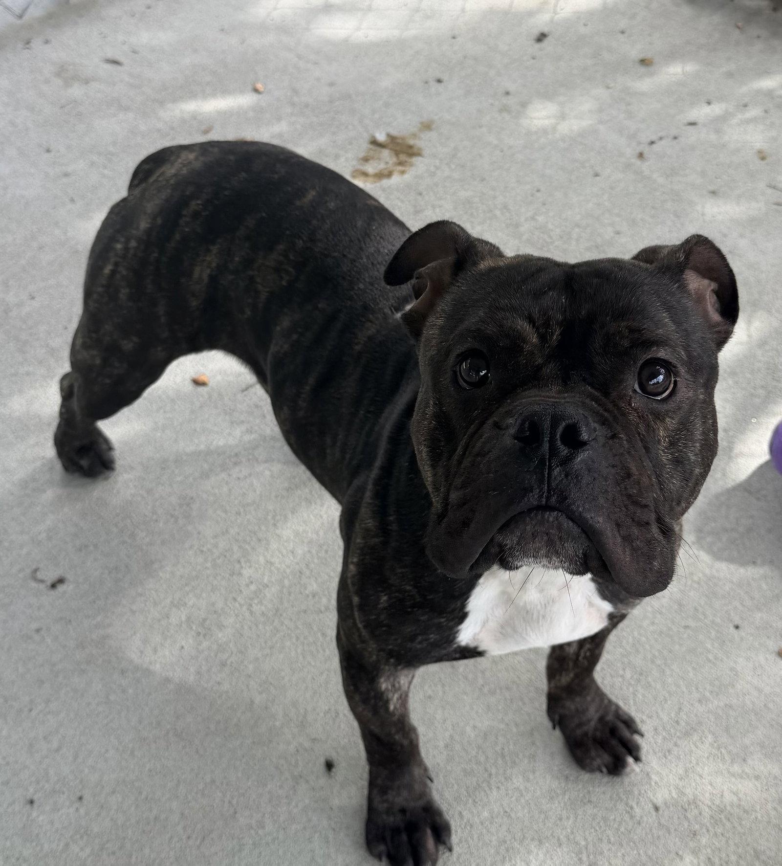 Enlarge Hicks, a Adoptable American Bulldog in Raleigh, NC image 2/3