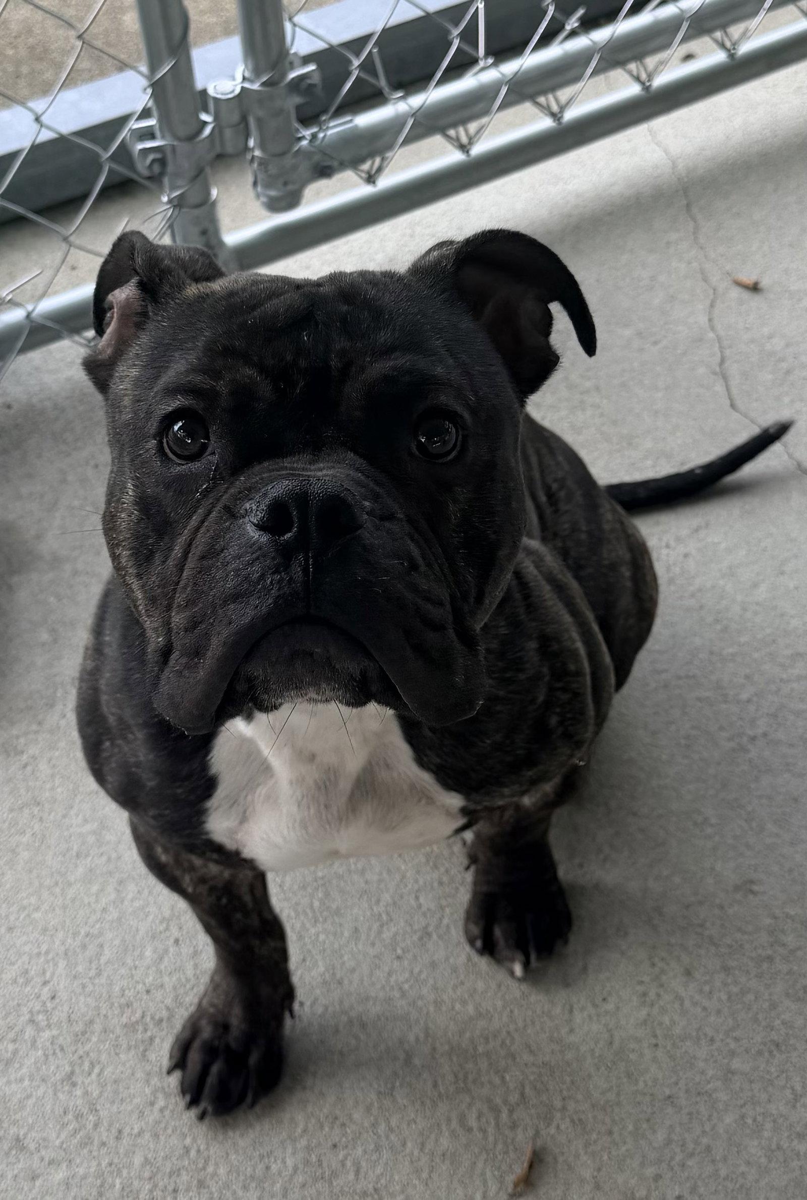 Enlarge Hicks, a Adoptable American Bulldog in Raleigh, NC image 3/3