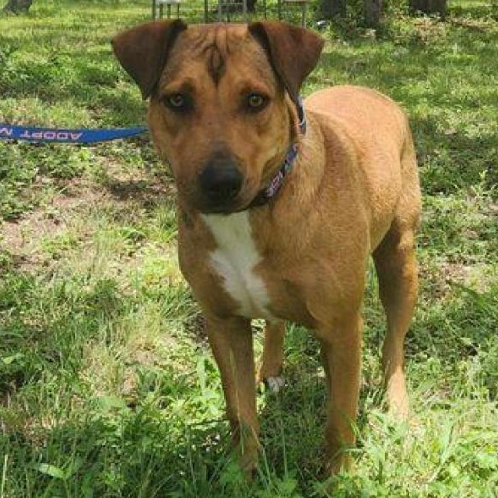 Rosalyn JuM, a Adoptable mixed breed in Austin, TX image 1/6