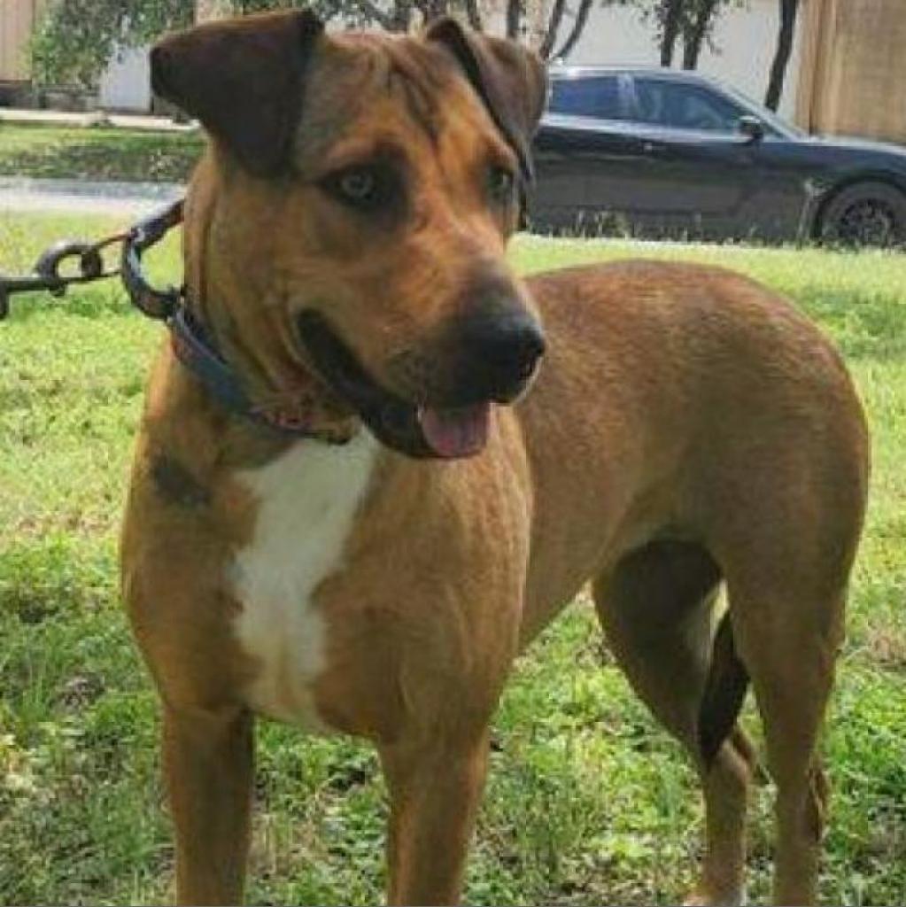 Rosalyn JuM, a Adoptable mixed breed in Austin, TX image 4/6