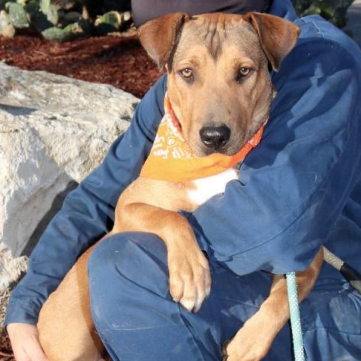 Enlarge Rosalyn JuM, a Adoptable mixed breed in Austin, TX image 1/6