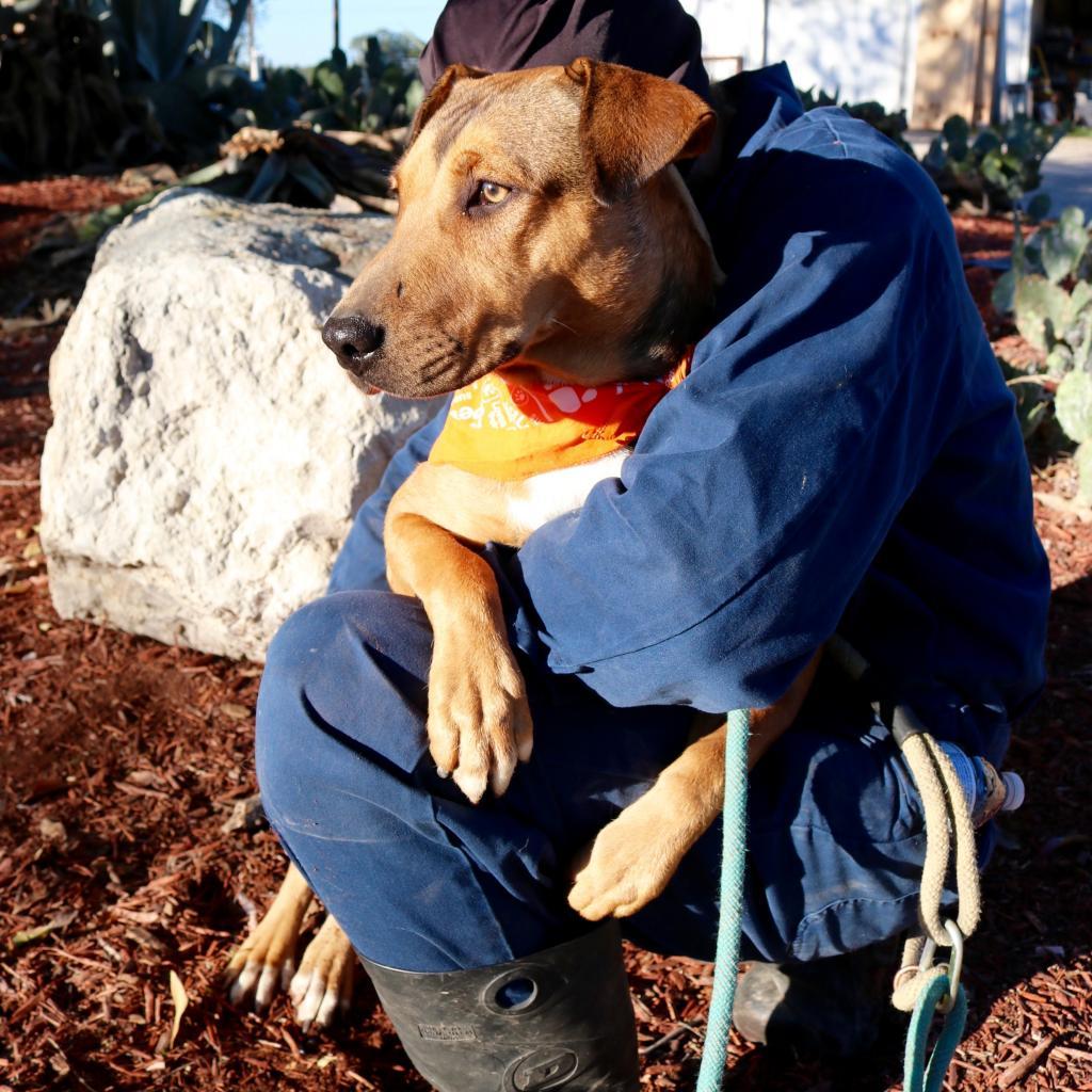 Enlarge Rosalyn JuM, a Adoptable mixed breed in Austin, TX image 3/6