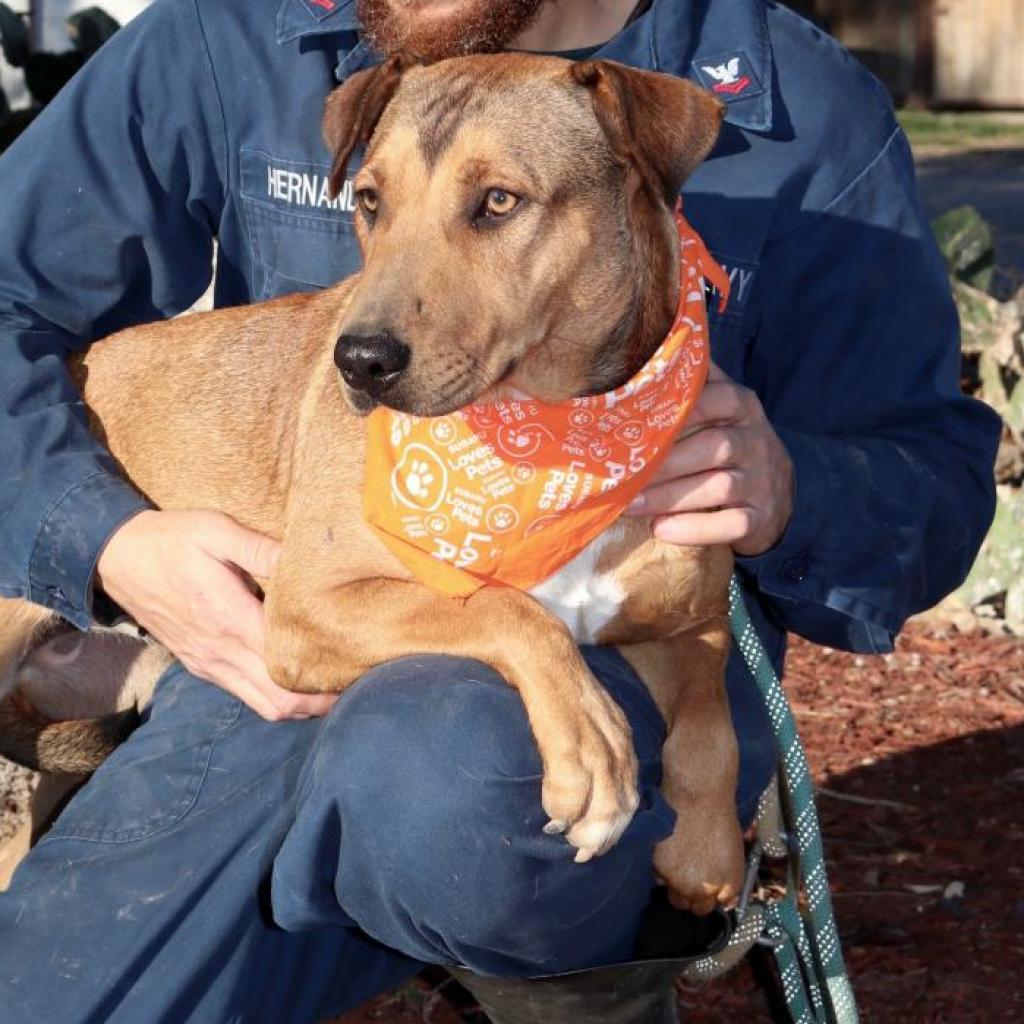 Rosalyn JuM, a Adoptable mixed breed in Austin, TX image 6/6