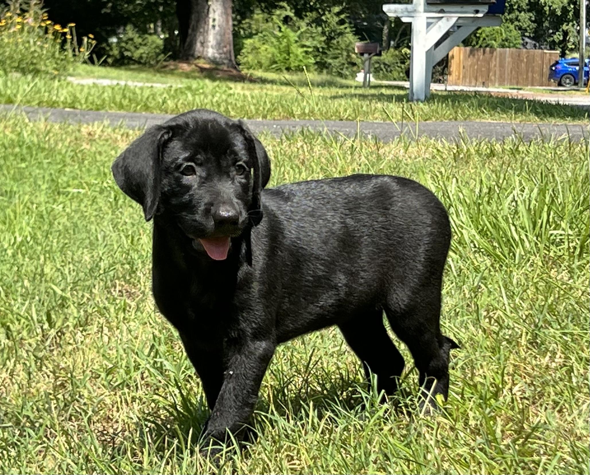 Enlarge Stella, a ADOPTABLE Mixed Breed in Mt Pleasant, SC image 6/6