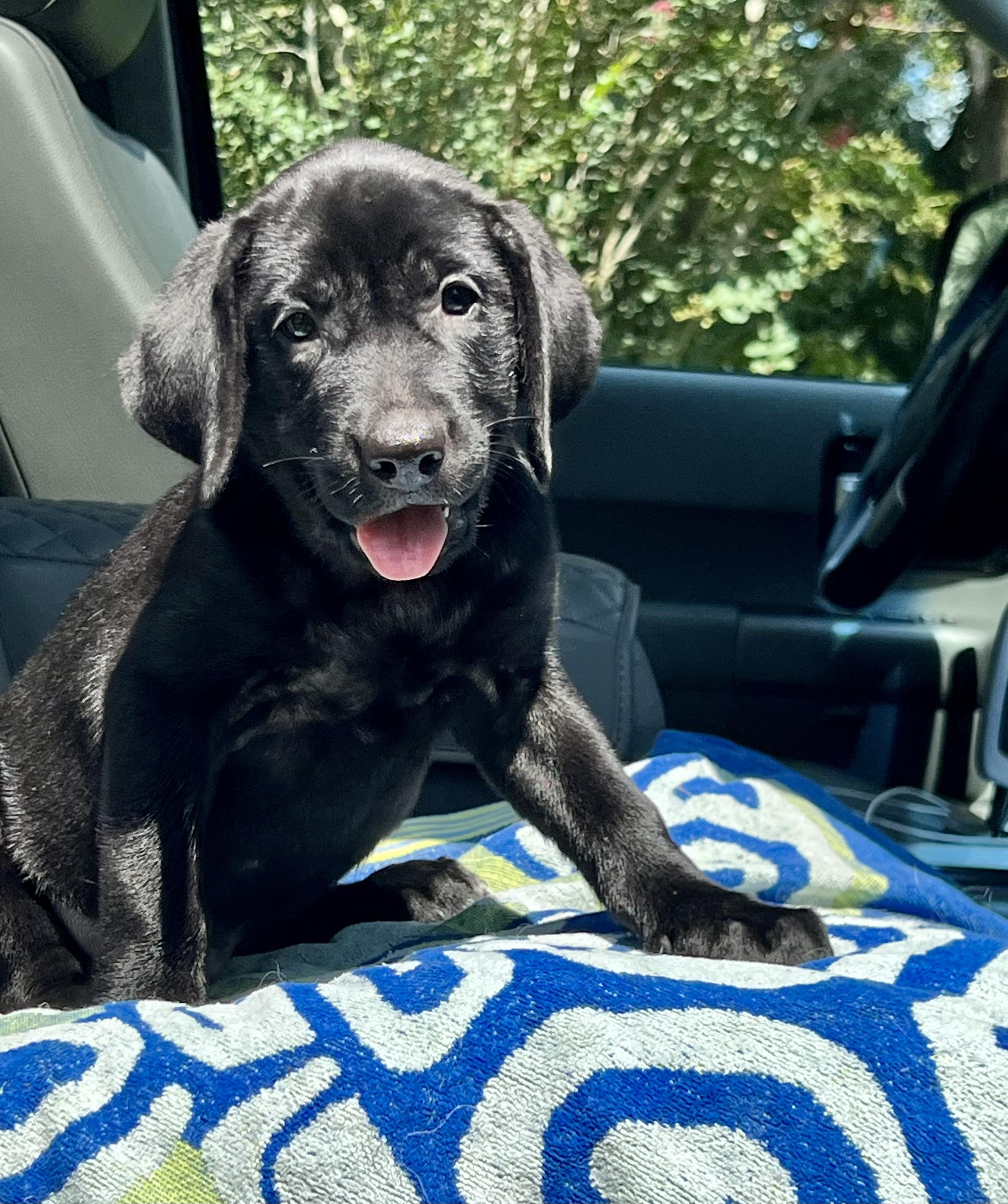 Stella, ADOPTABLE, Puppy Female Mixed Breed.