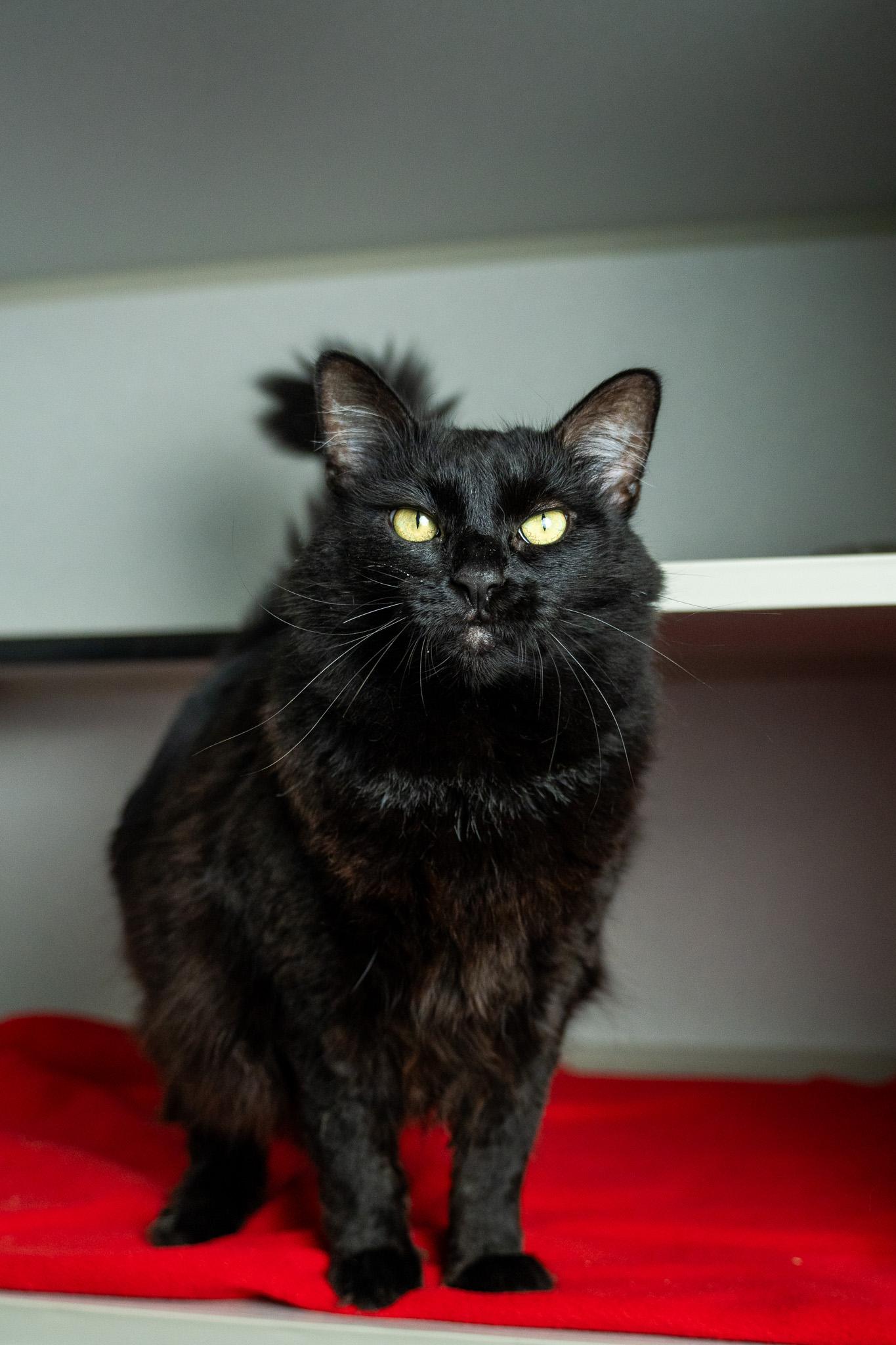 Enlarge Harriet, a Adoptable Domestic Long Hair in Los Angeles, CA image 4/4