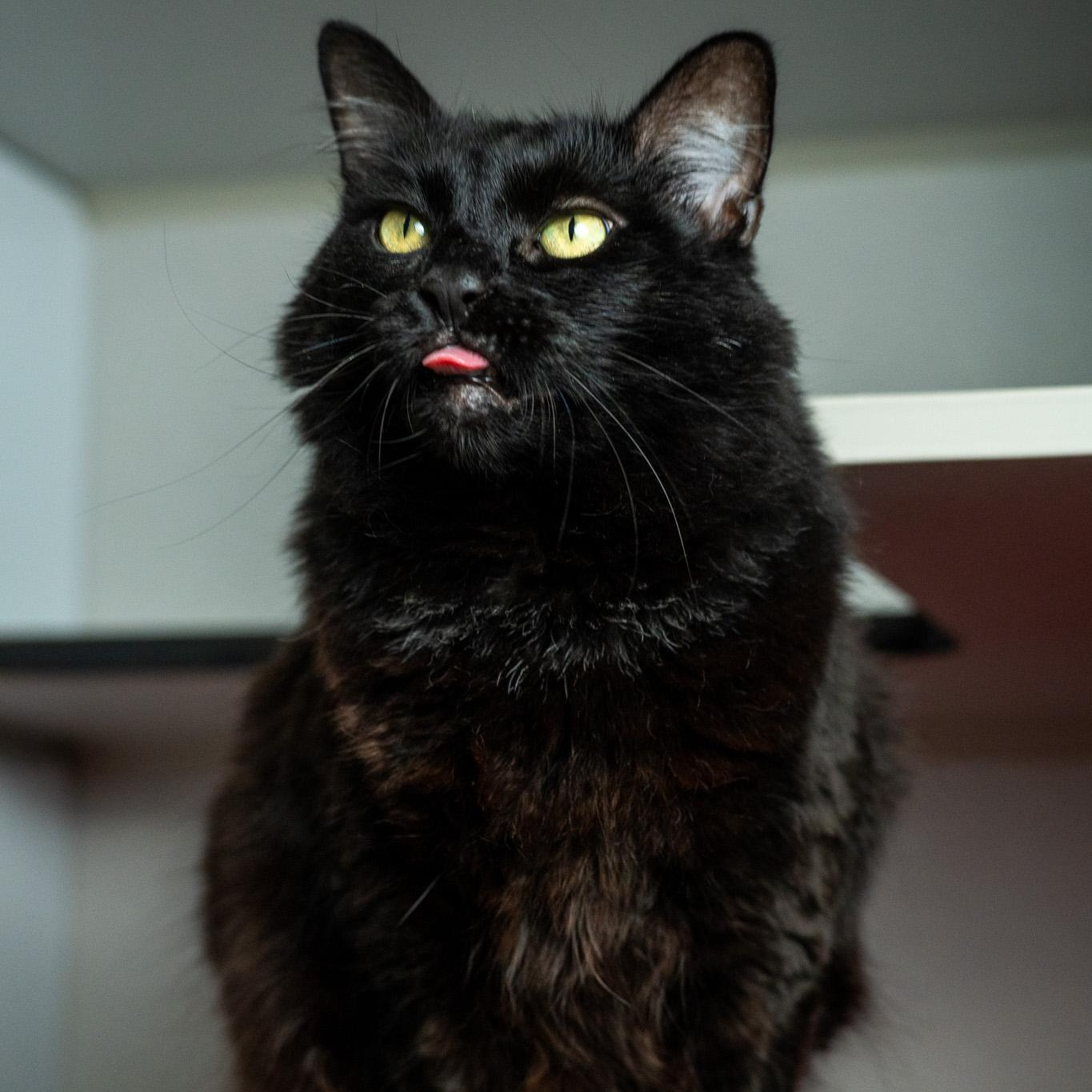 Enlarge Harriet, a Adoptable Domestic Long Hair in Los Angeles, CA image 1/4