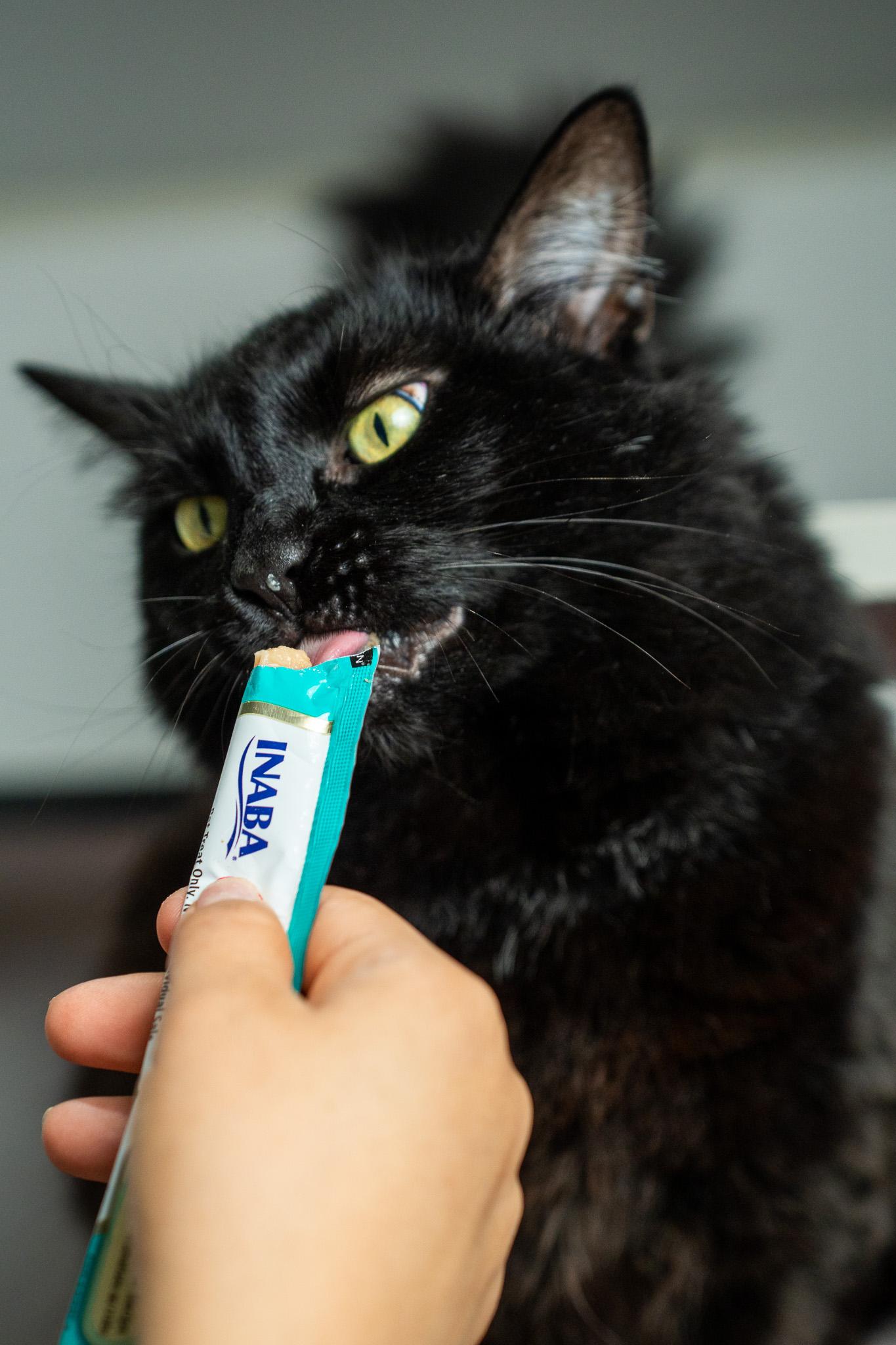 Enlarge Harriet, a Adoptable Domestic Long Hair in Los Angeles, CA image 2/4