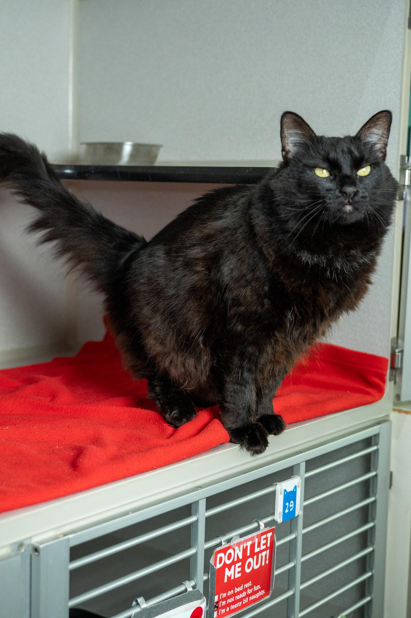 Enlarge Harriet, a Adoptable Domestic Long Hair in Los Angeles, CA image 3/4