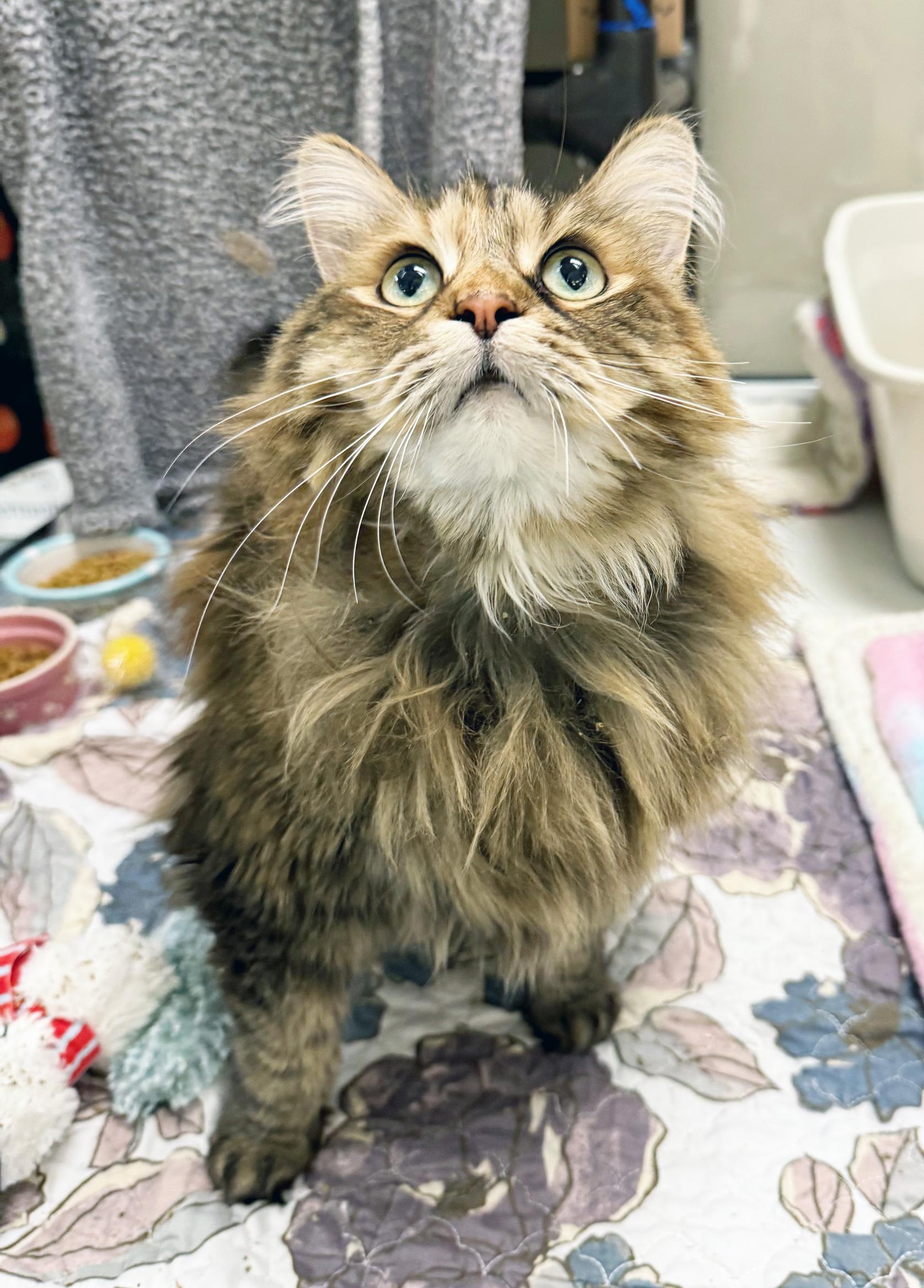 Enlarge Radar - floofy sweetheart!, a ADOPTABLE Domestic Long Hair in Oshkosh, WI image 2/4