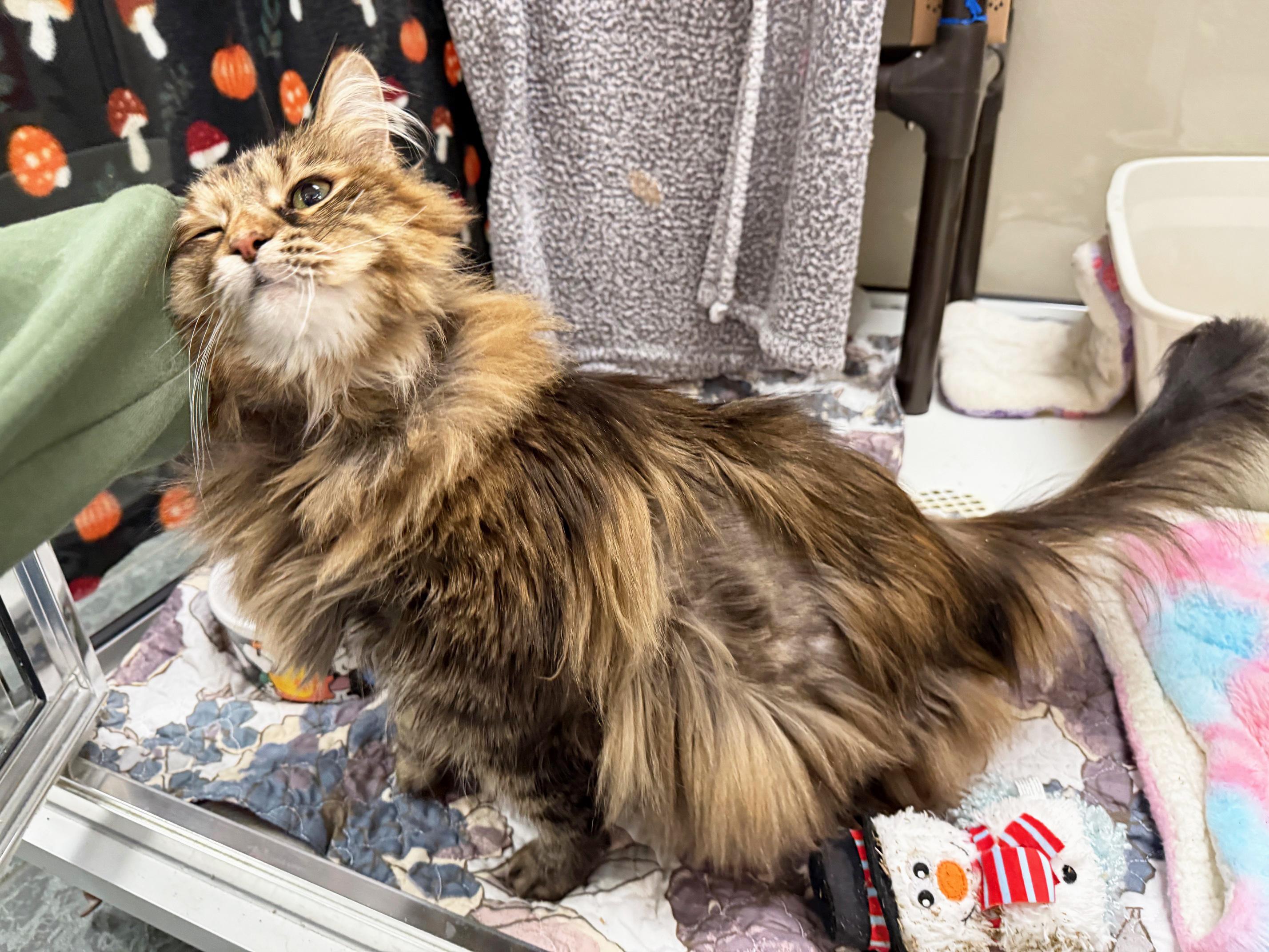 Enlarge Radar - floofy sweetheart!, a ADOPTABLE Domestic Long Hair in Oshkosh, WI image 3/4