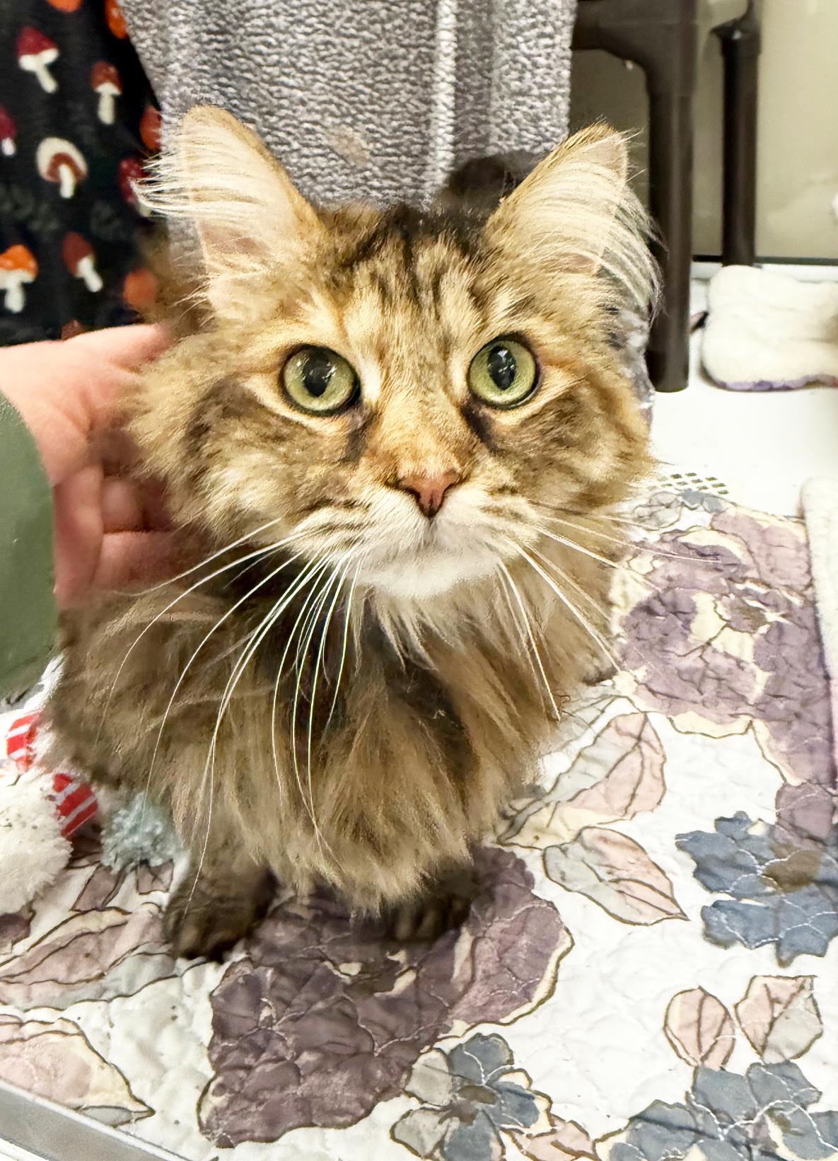 Enlarge Radar - floofy sweetheart!, a ADOPTABLE Domestic Long Hair in Oshkosh, WI image 1/4