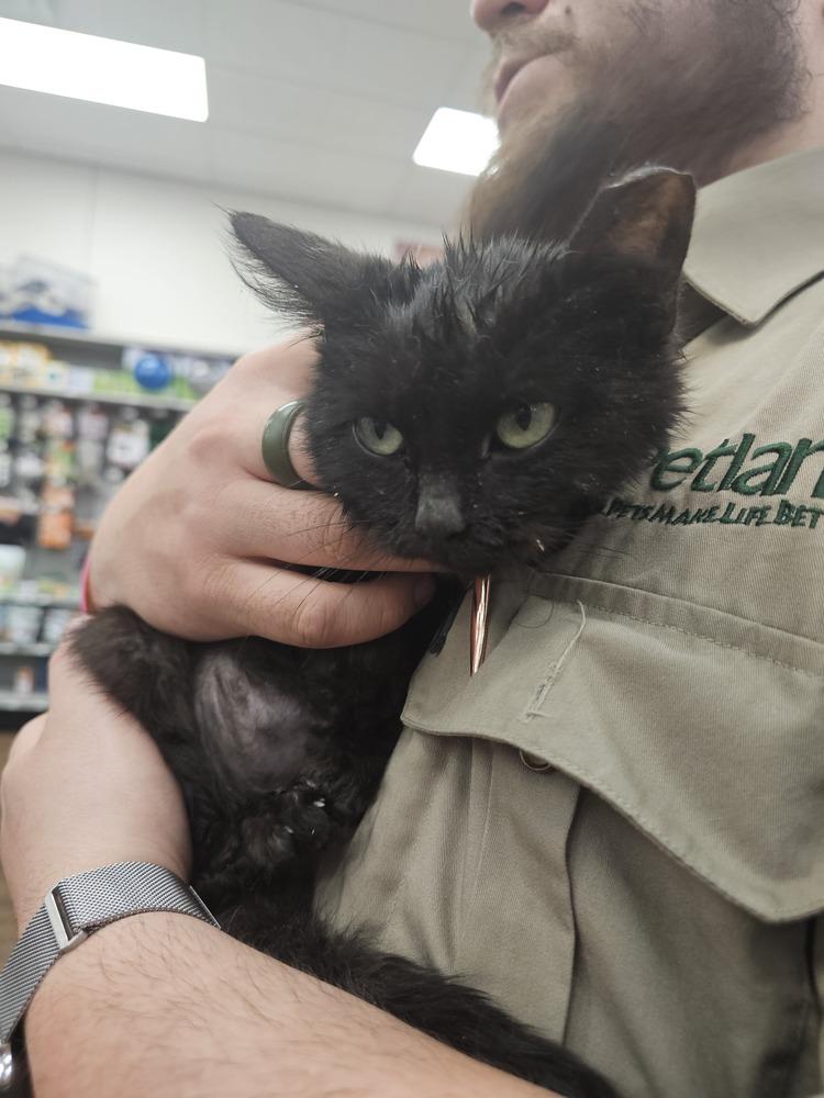 Enlarge Kuromi, a Adoptable Domestic Short Hair in Jemez Pueblo, NM image 1/3