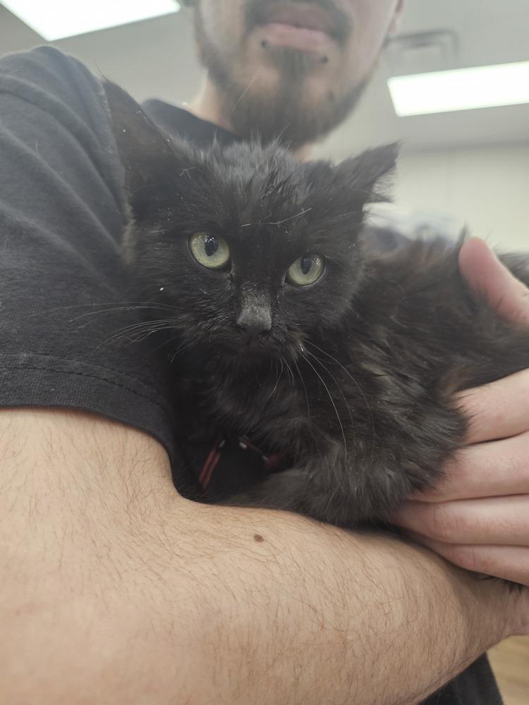 Enlarge Kuromi, a Adoptable Domestic Short Hair in Jemez Pueblo, NM image 2/3