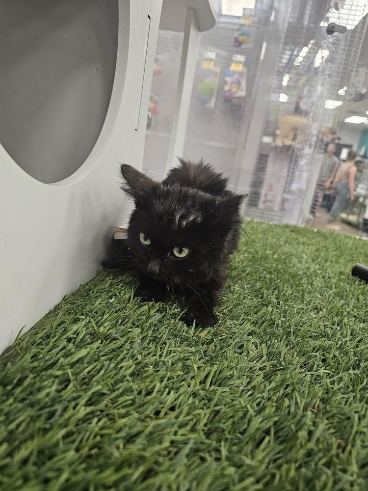 Enlarge Kuromi, a Adoptable Domestic Short Hair in Jemez Pueblo, NM image 3/3