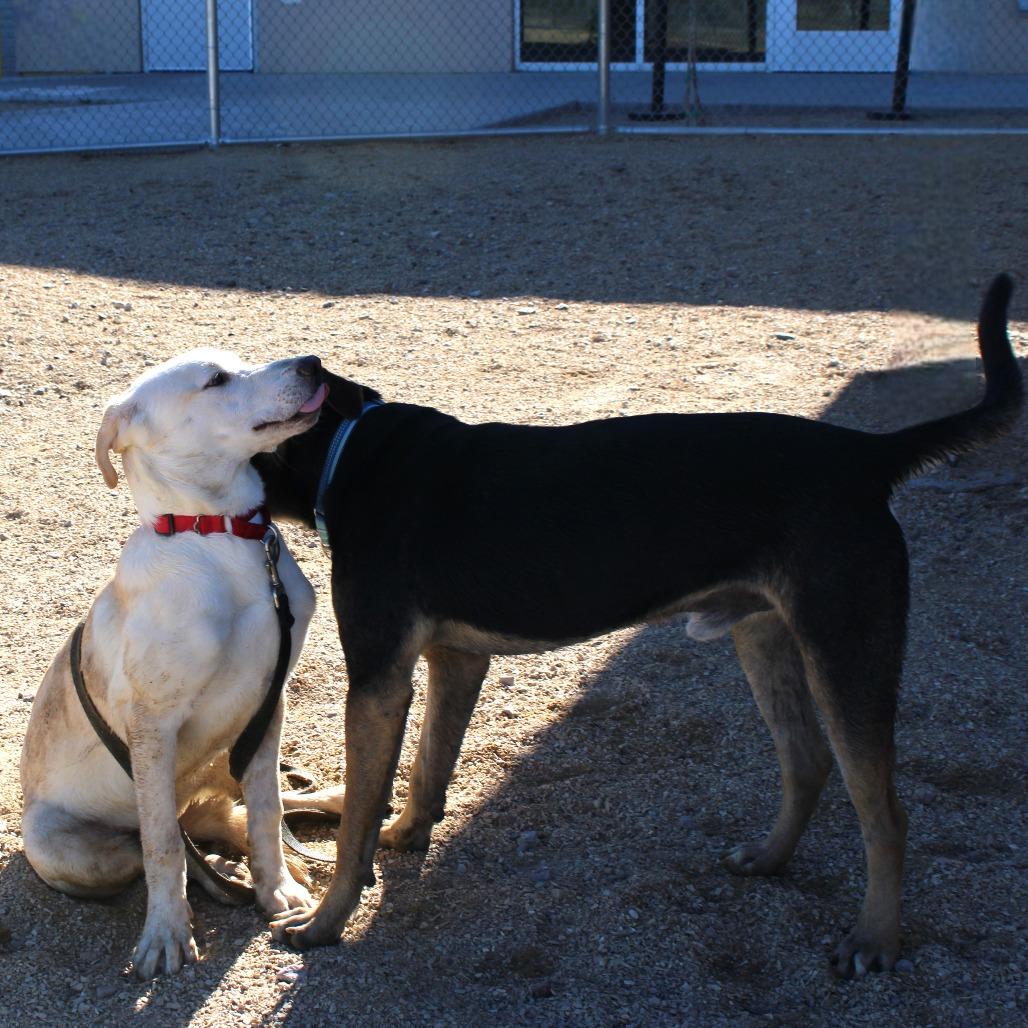 Buddy, Adoptable, Young Male Mixed Breed.